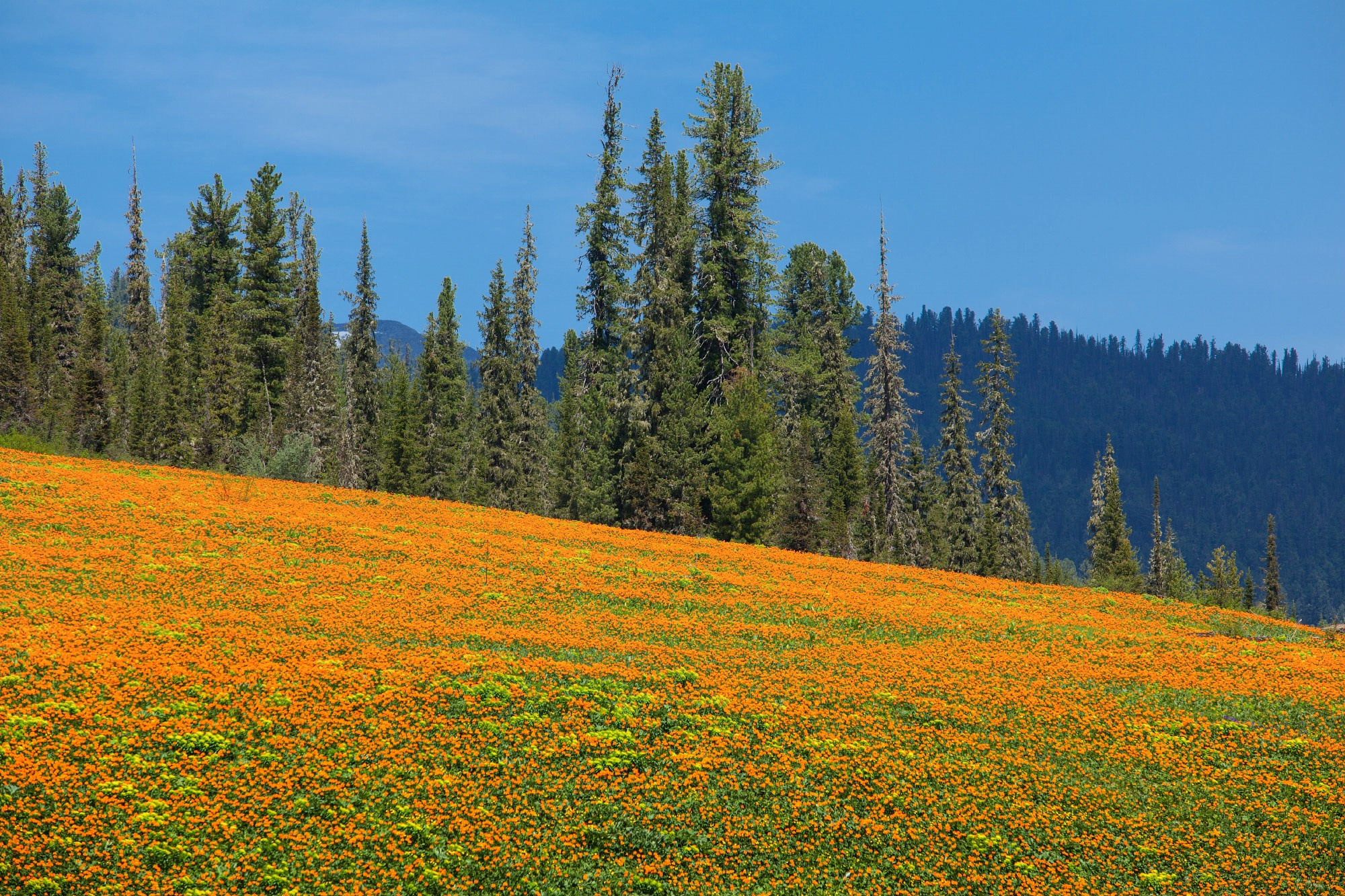Свадебный фотограф в Геленджике