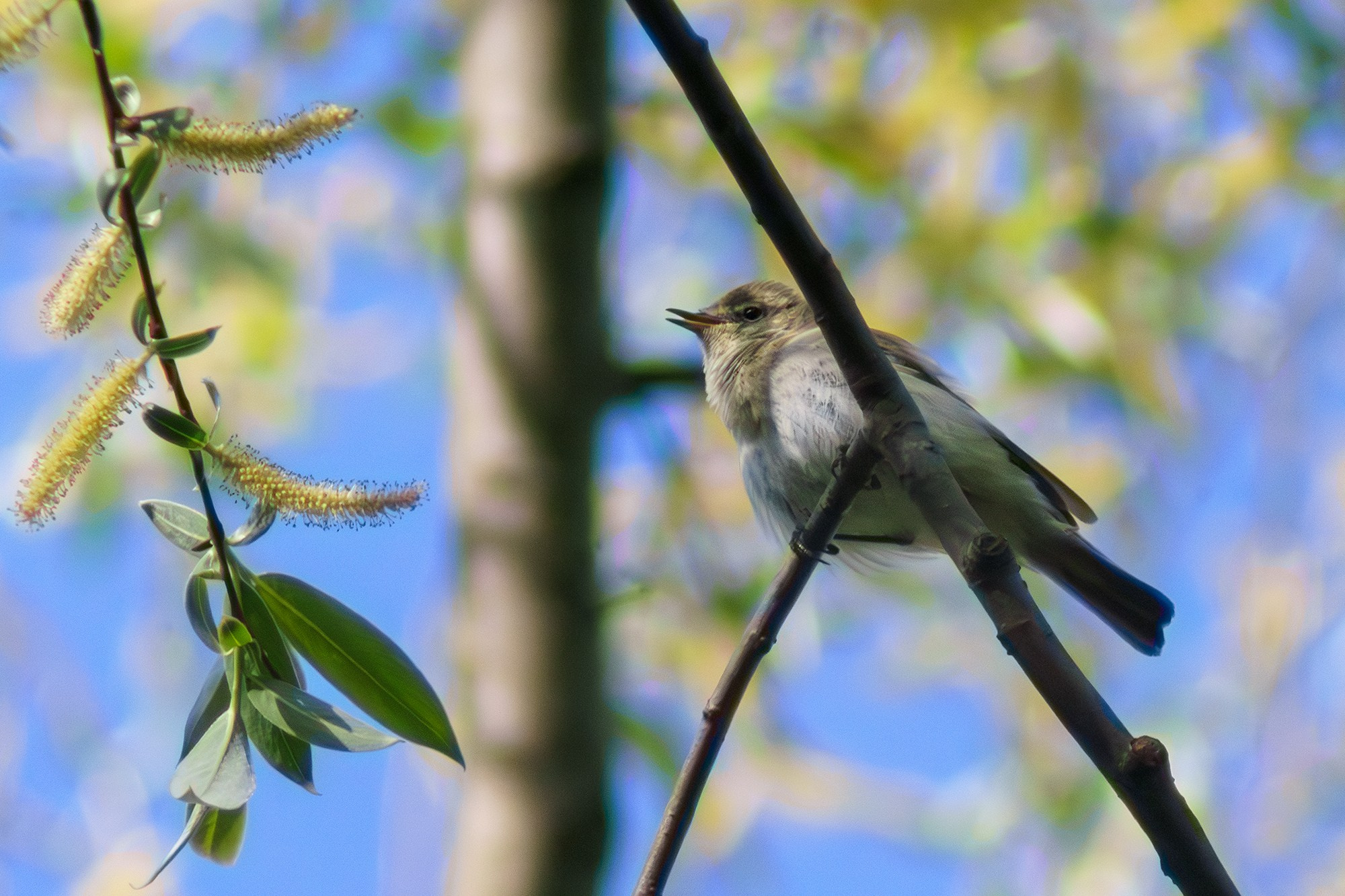 Удивительные мир птиц. Вокруг нас столько прекрасного — присмотритесь!. Ваш личный фотограф Марина Волкова