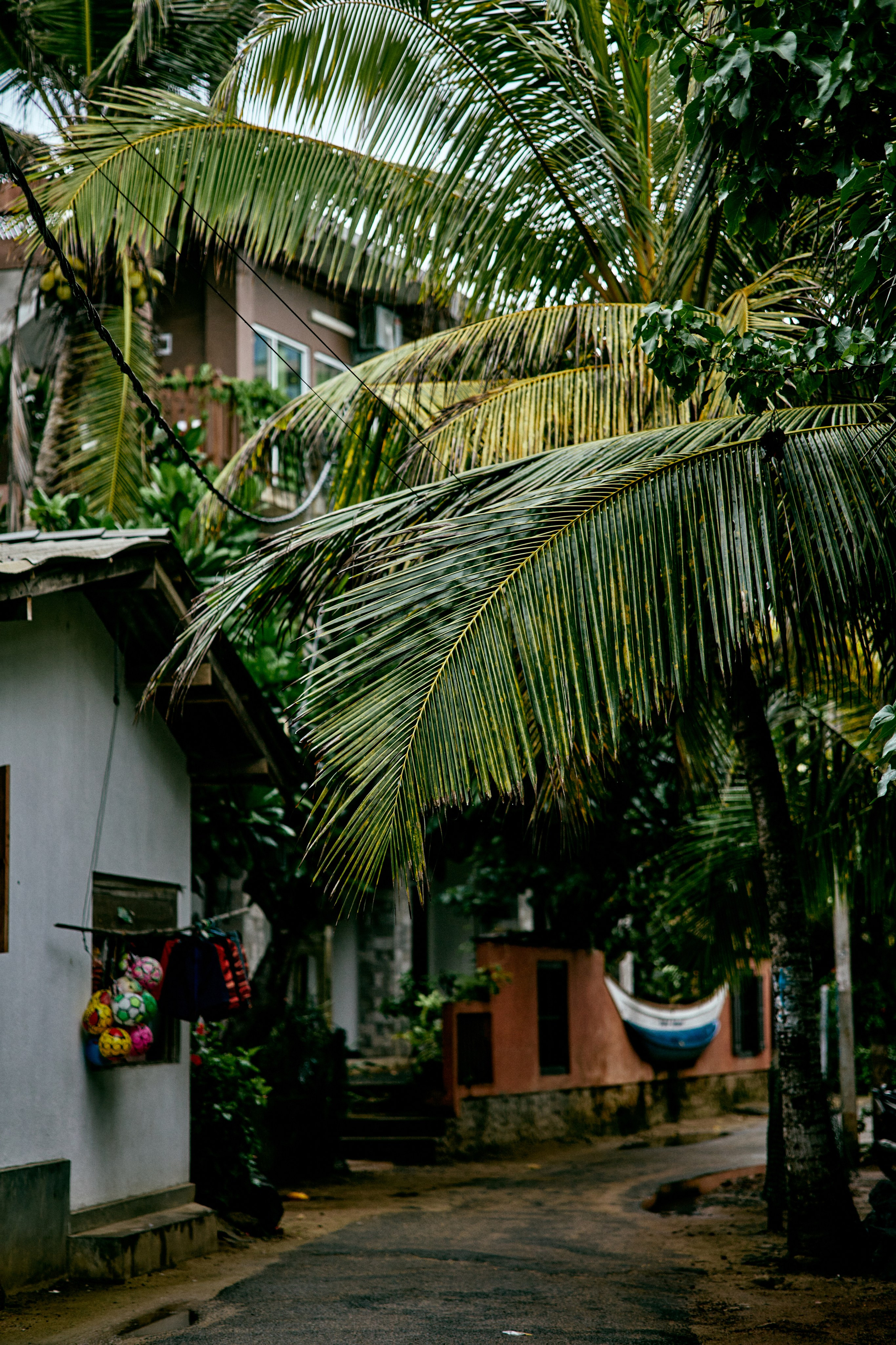 Шри-Ланка. Хороший репортажный и промышленный фотограф в Казани Алексей Щелконогов