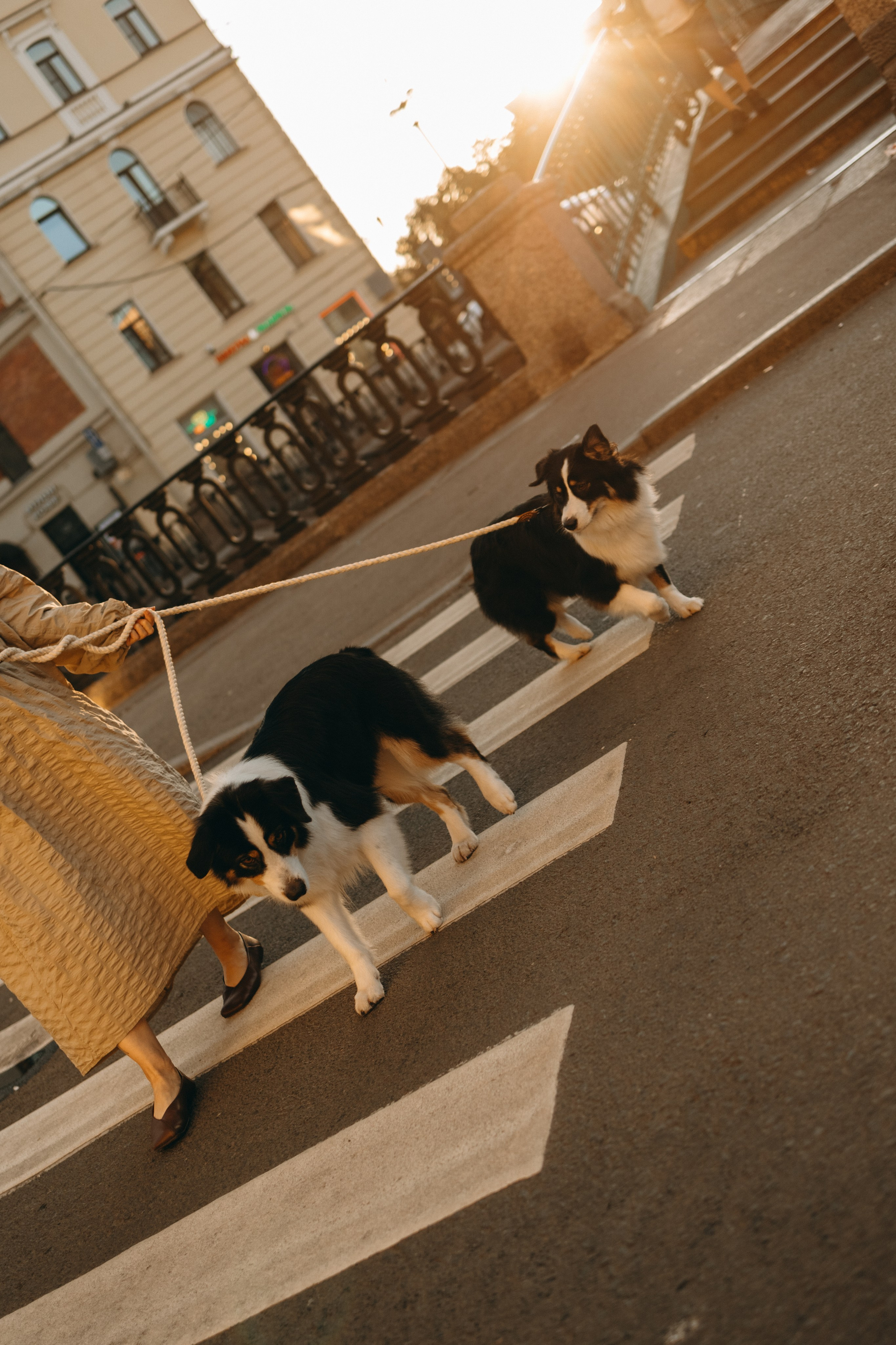 Катя и ее девочки. Фотограф — Анималист | Санкт-Петербург
