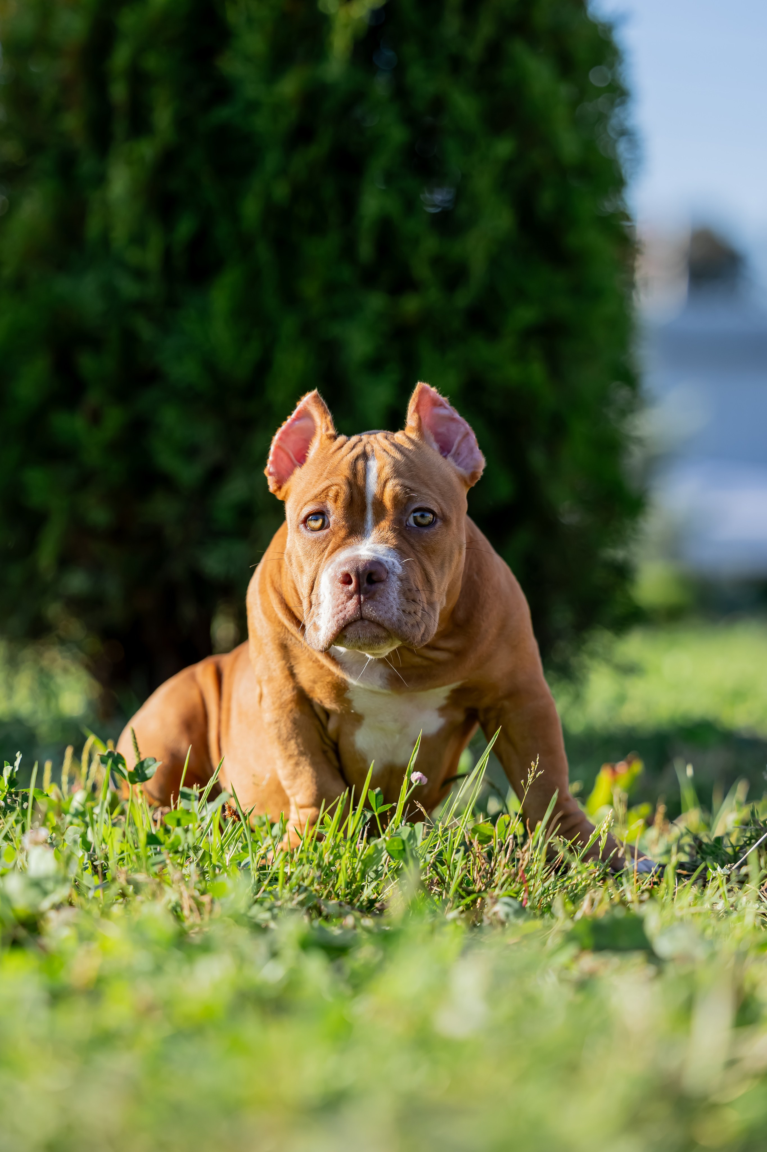 Щенки. Фотограф Яна Матвеева в Ижевске