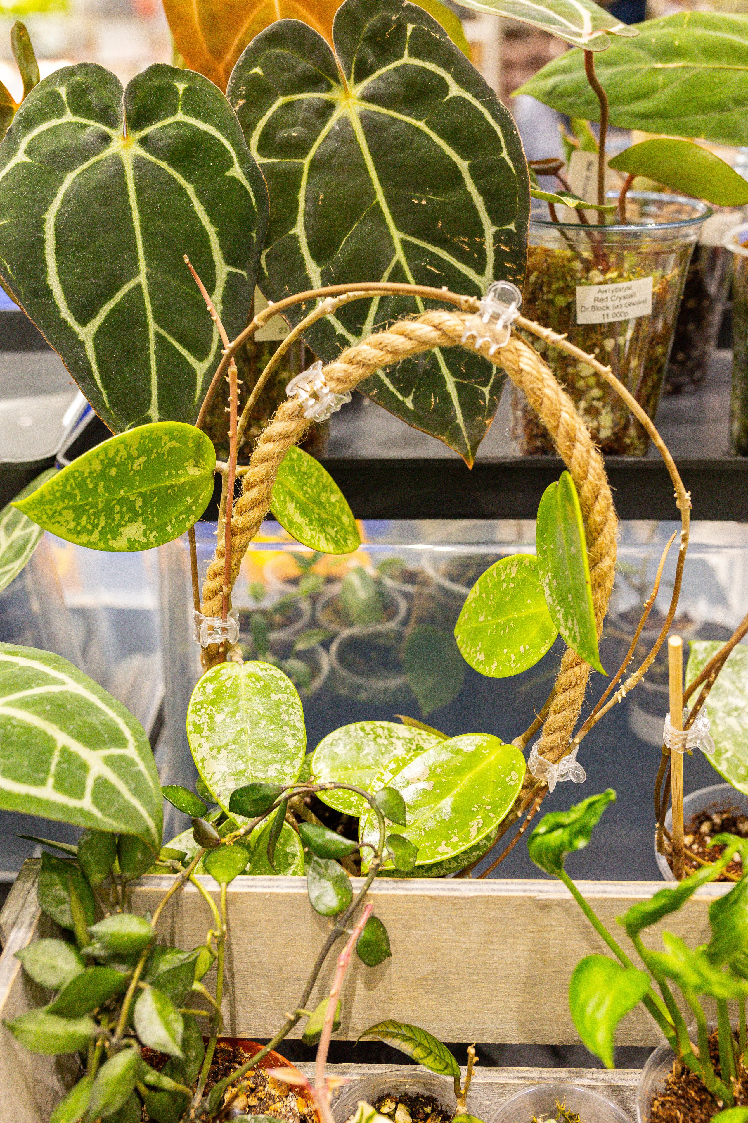 Орхидиум сентябрь 2025. Александра Куликова фотограф, Москва