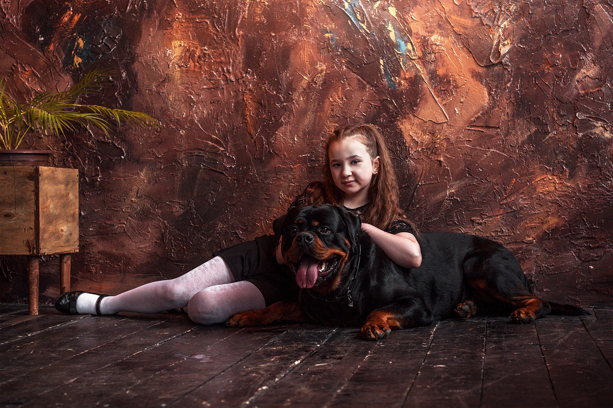 Ротвейлер. Студия. Фотограф анималист Кузнецова Анна Нижний Новгород