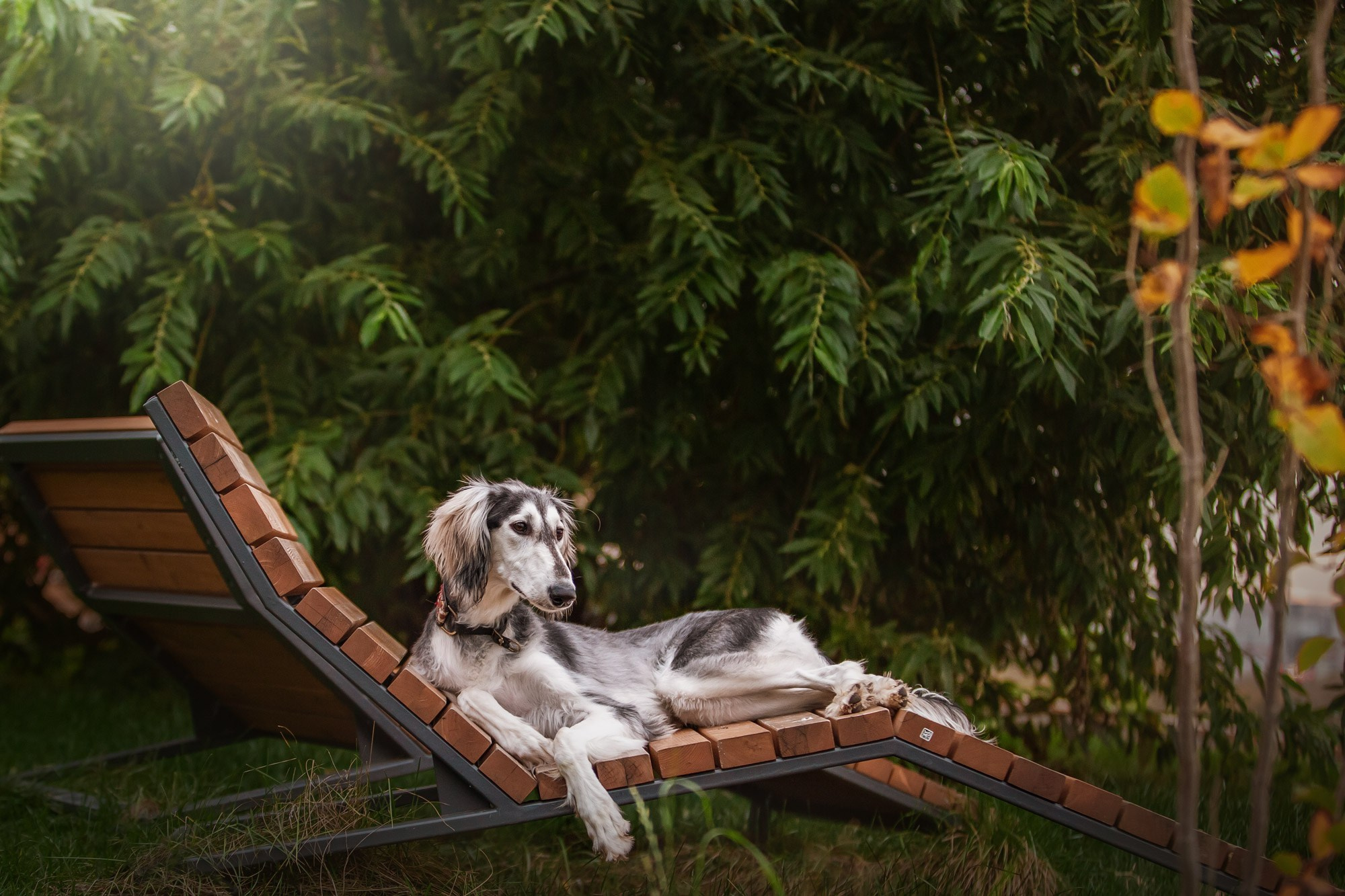 Салюки. Фотограф анималист Кузнецова Анна Нижний Новгород