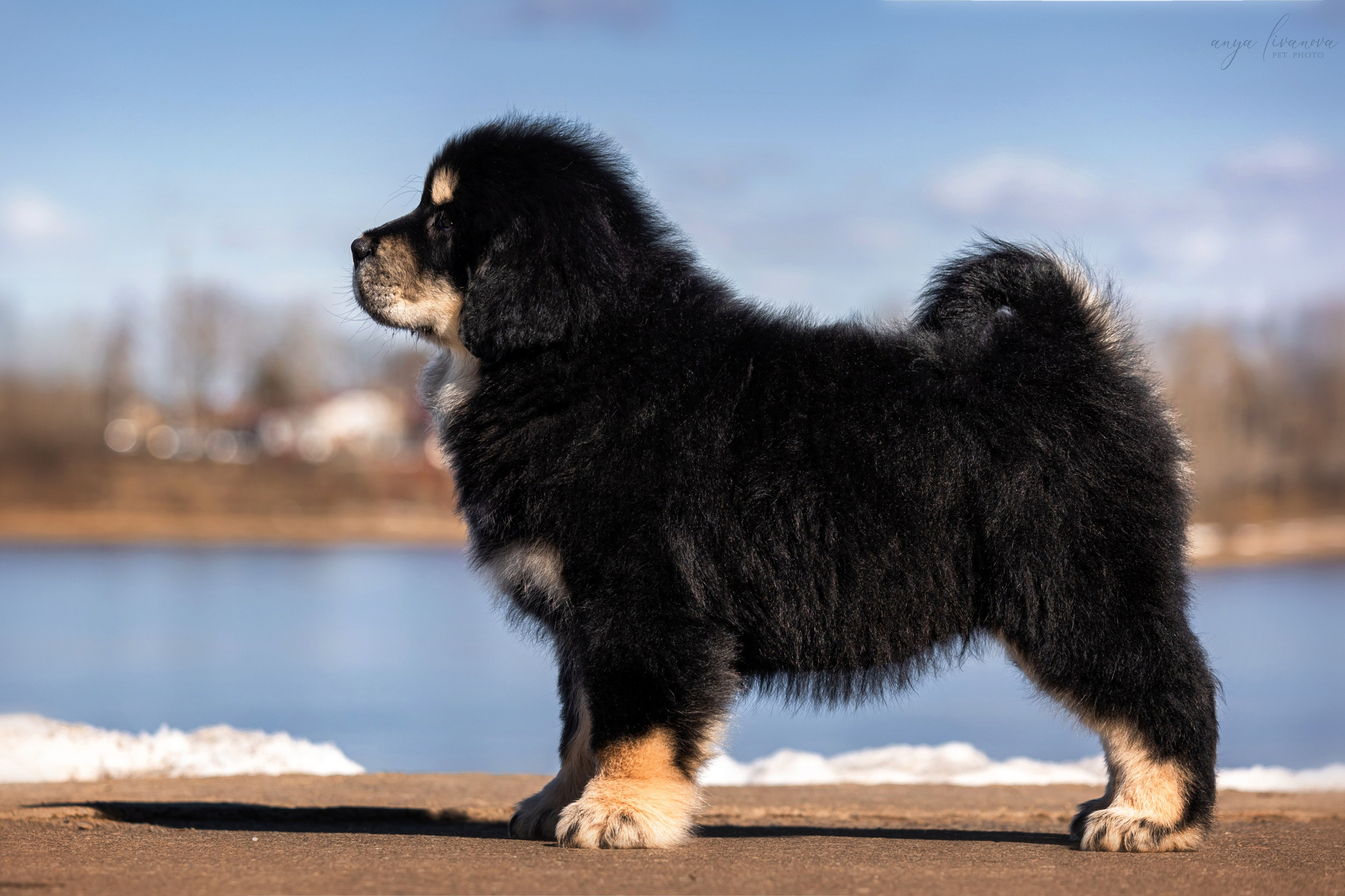 Тибеты. Фотограф анималист Аня Ливанова | Рыбинск