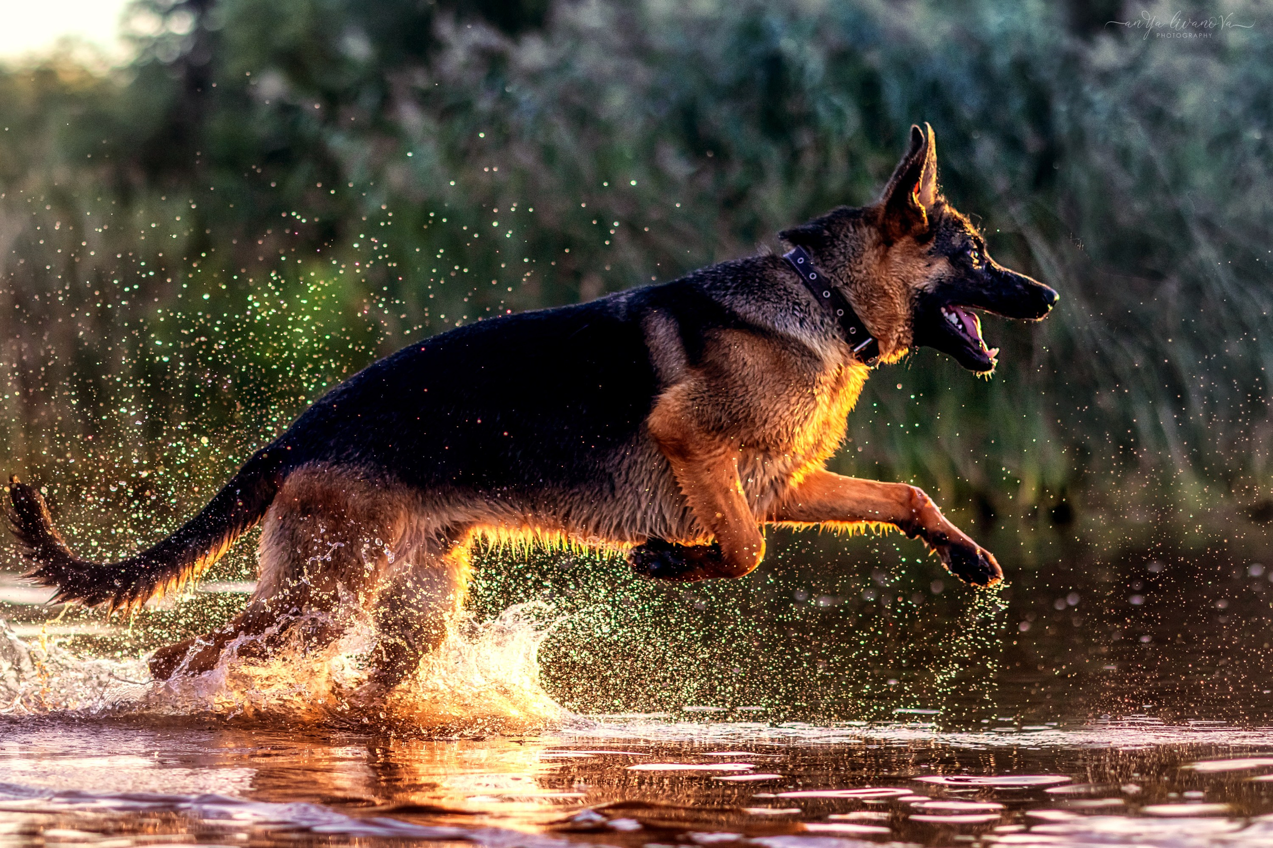 Прайд на море. Фотограф анималист Аня Ливанова | Рыбинск