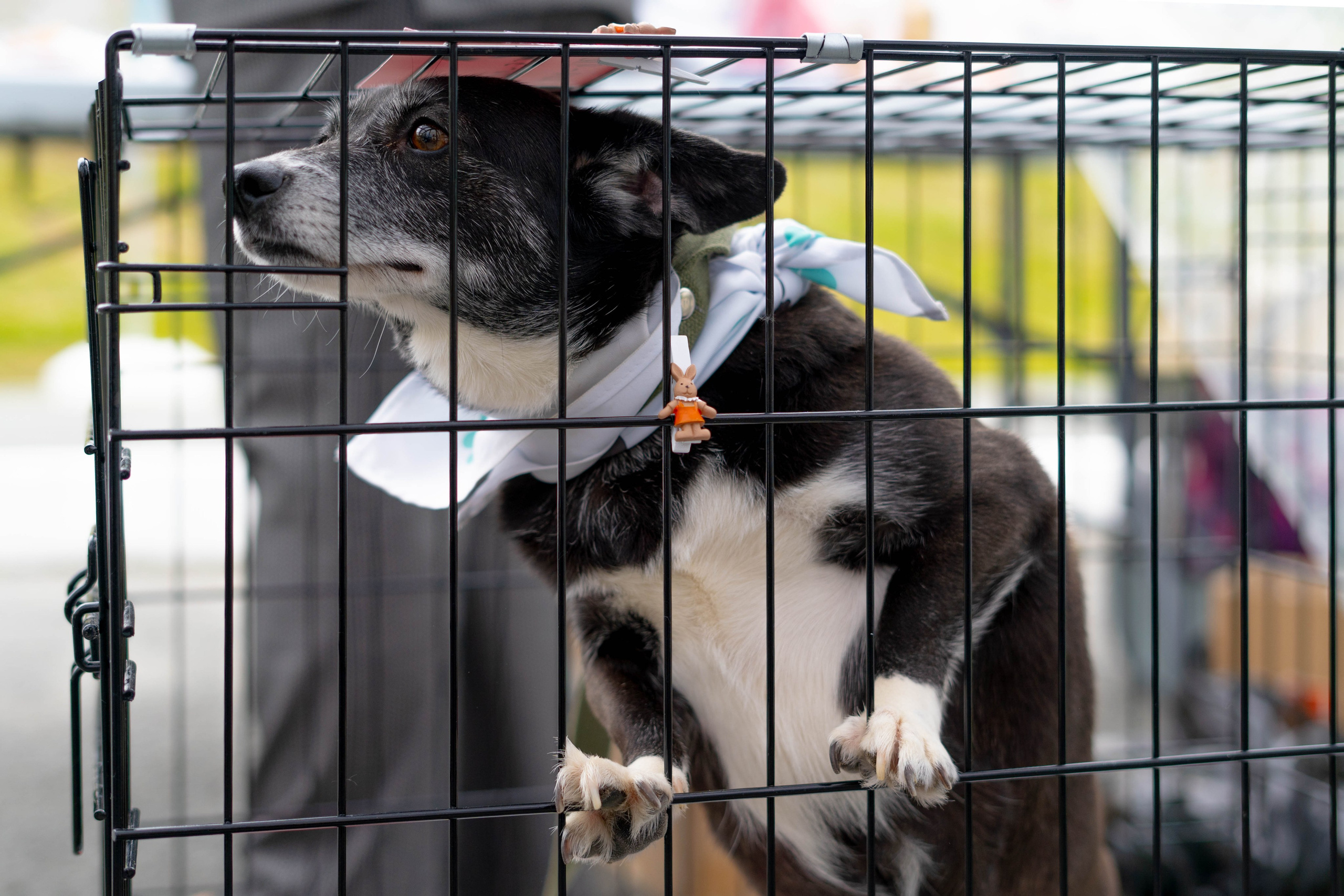 Проект «Бери домой». Фотограф Екатерина Зорина