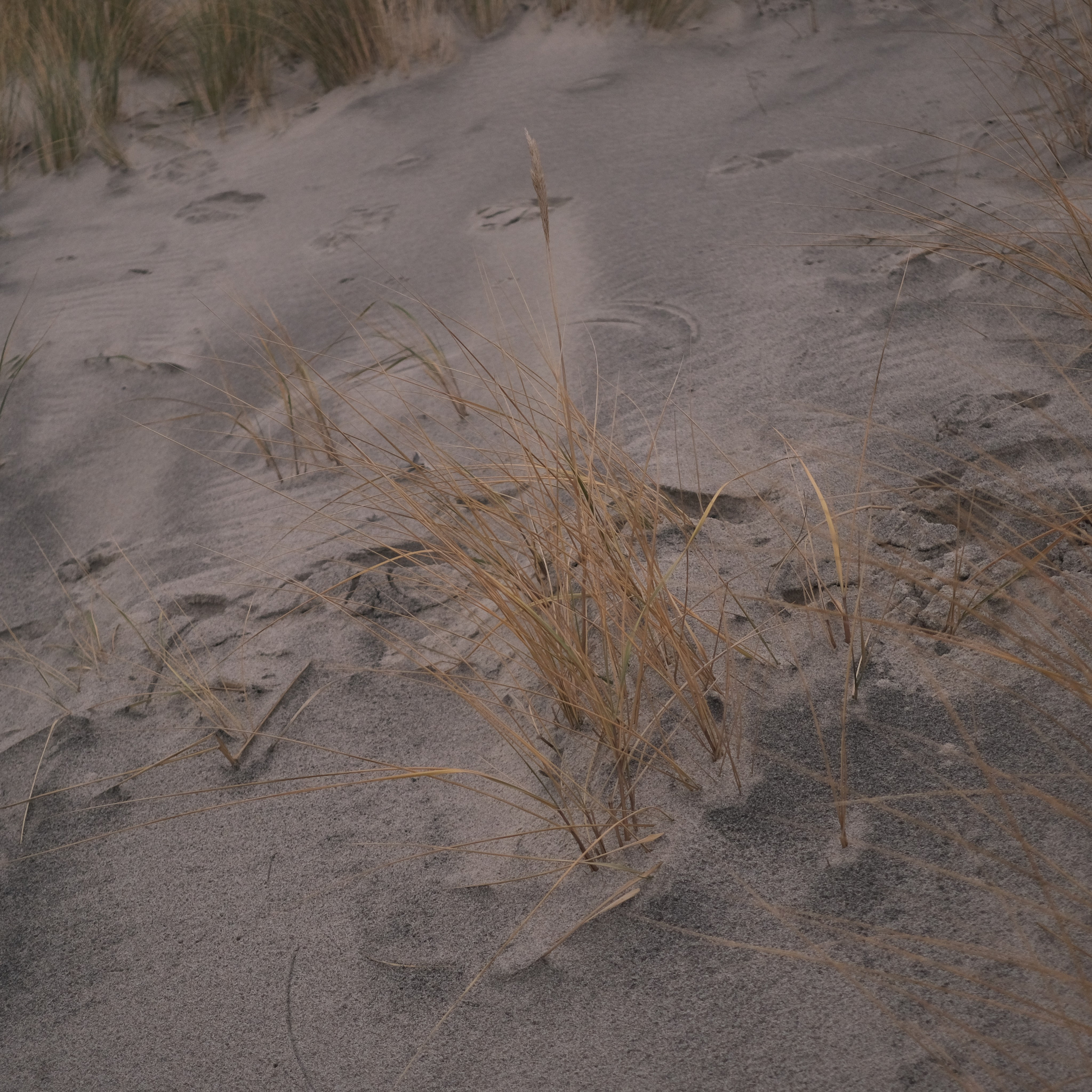 Калининград. LIYALEE PHOTO