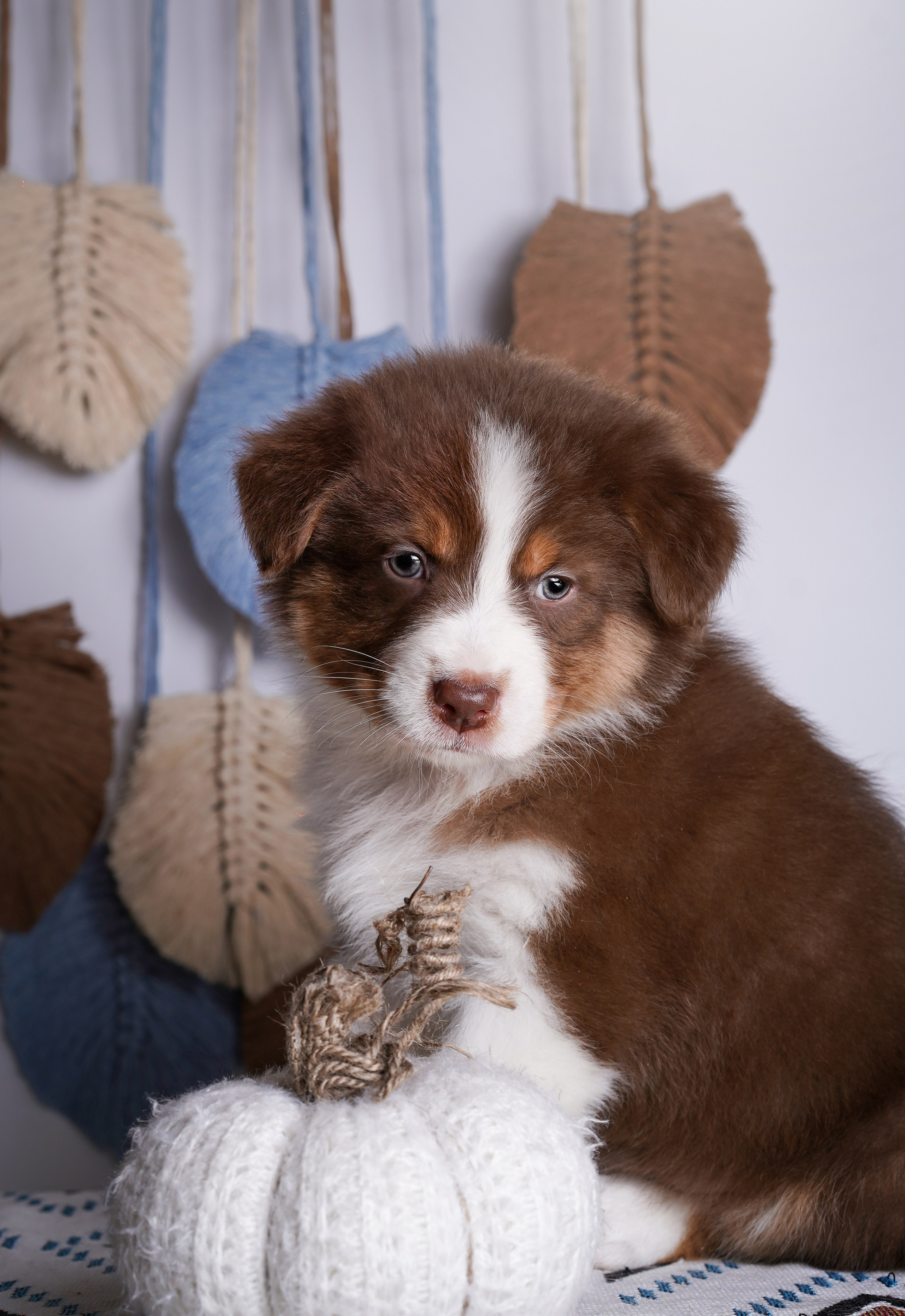 Щенки аусси. Фотограф-анималист в Санкт-Петербурге Яна Мартынова