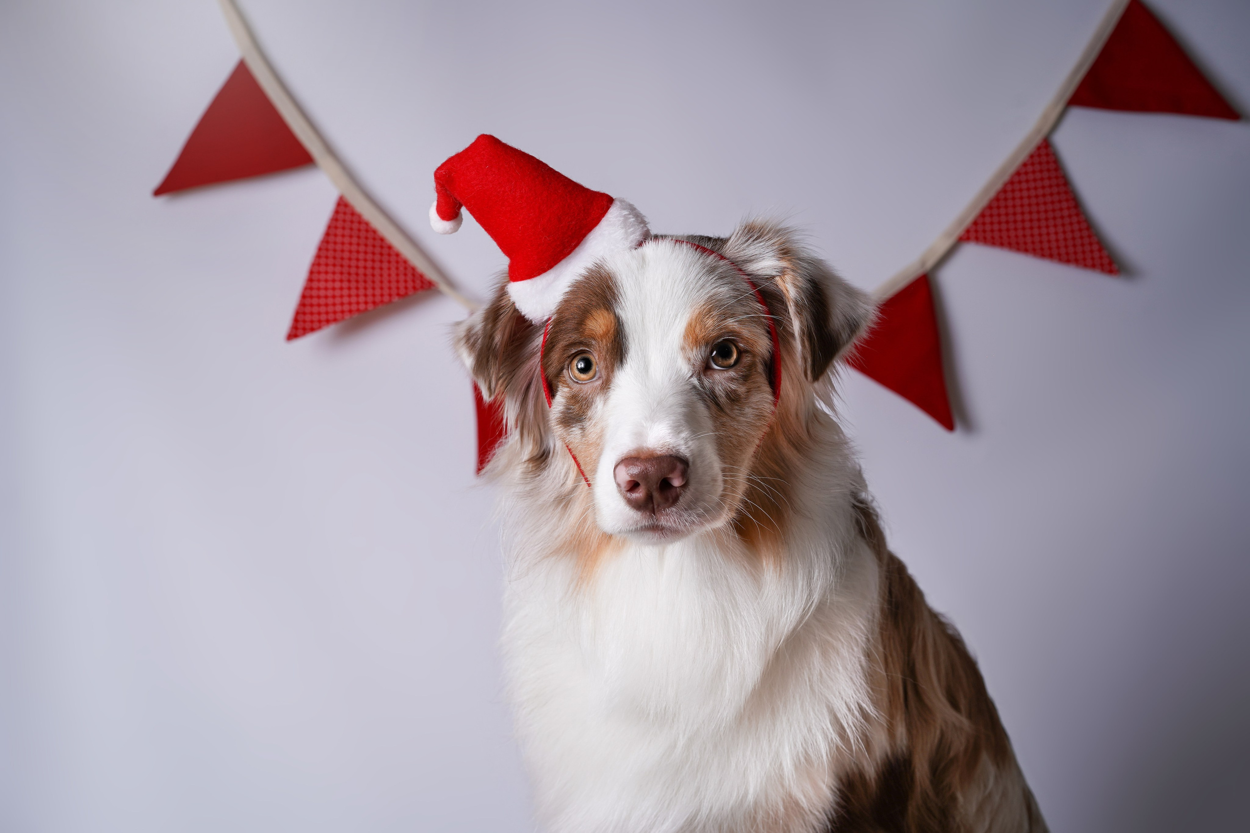 Панда Сэм и Маффин. Фотограф-анималист в Санкт-Петербурге Яна Мартынова