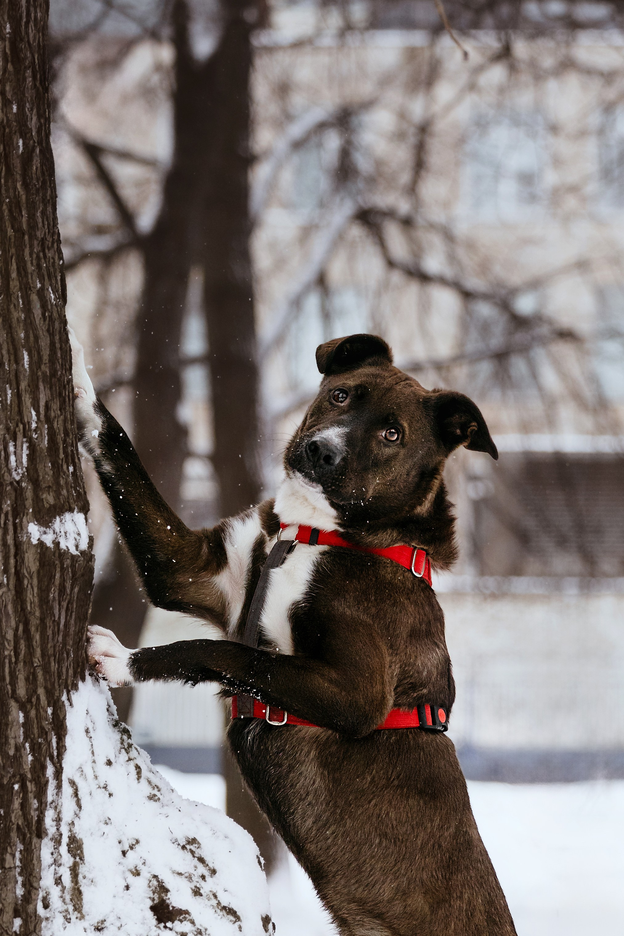 Собаки из приюта Дубовая роща зима. Фотограф-анималист Татьяна Степанова