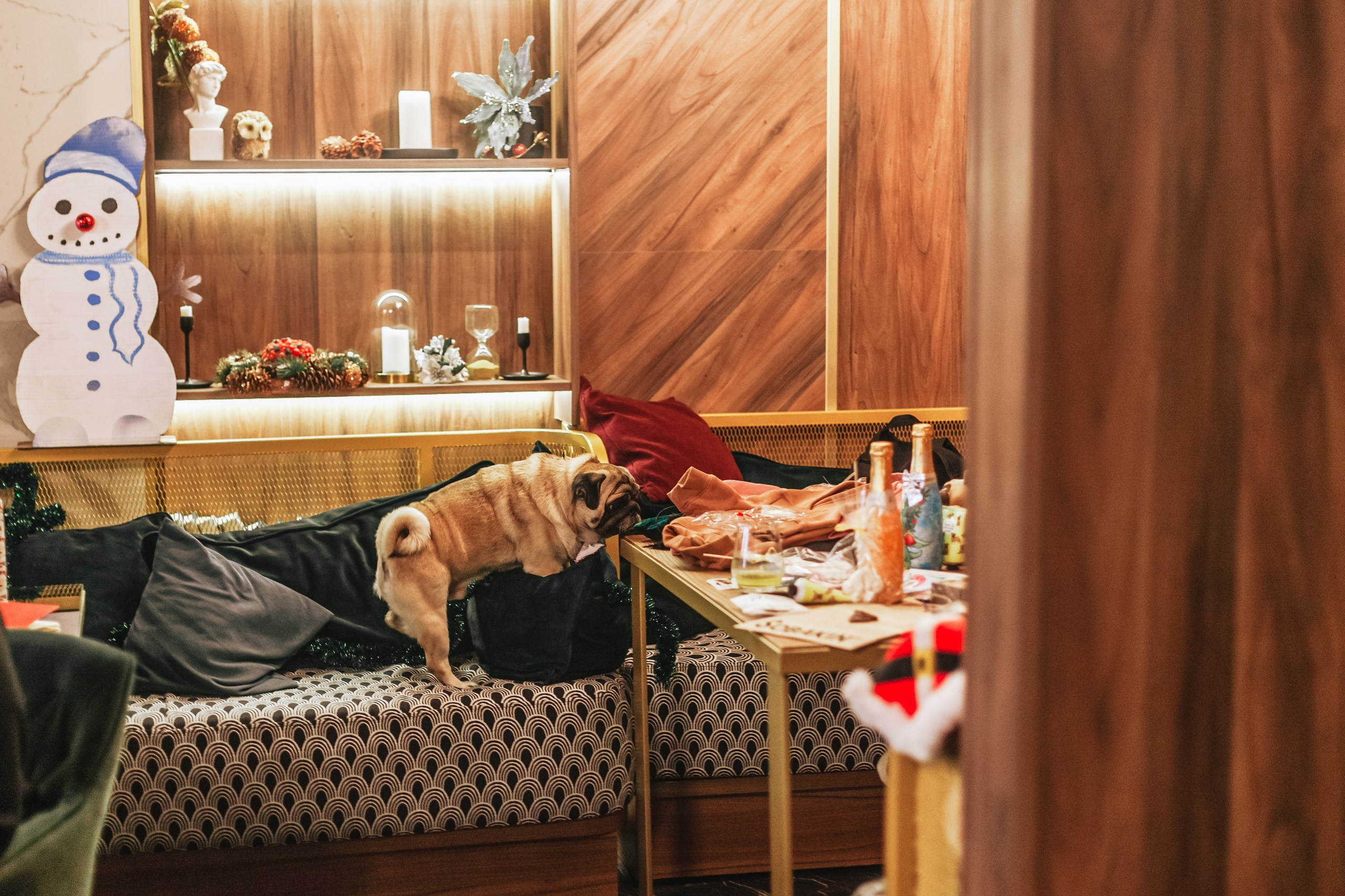 Мопсовстреча 02.12.2023. Фотограф-анималист Татьяна Степанова