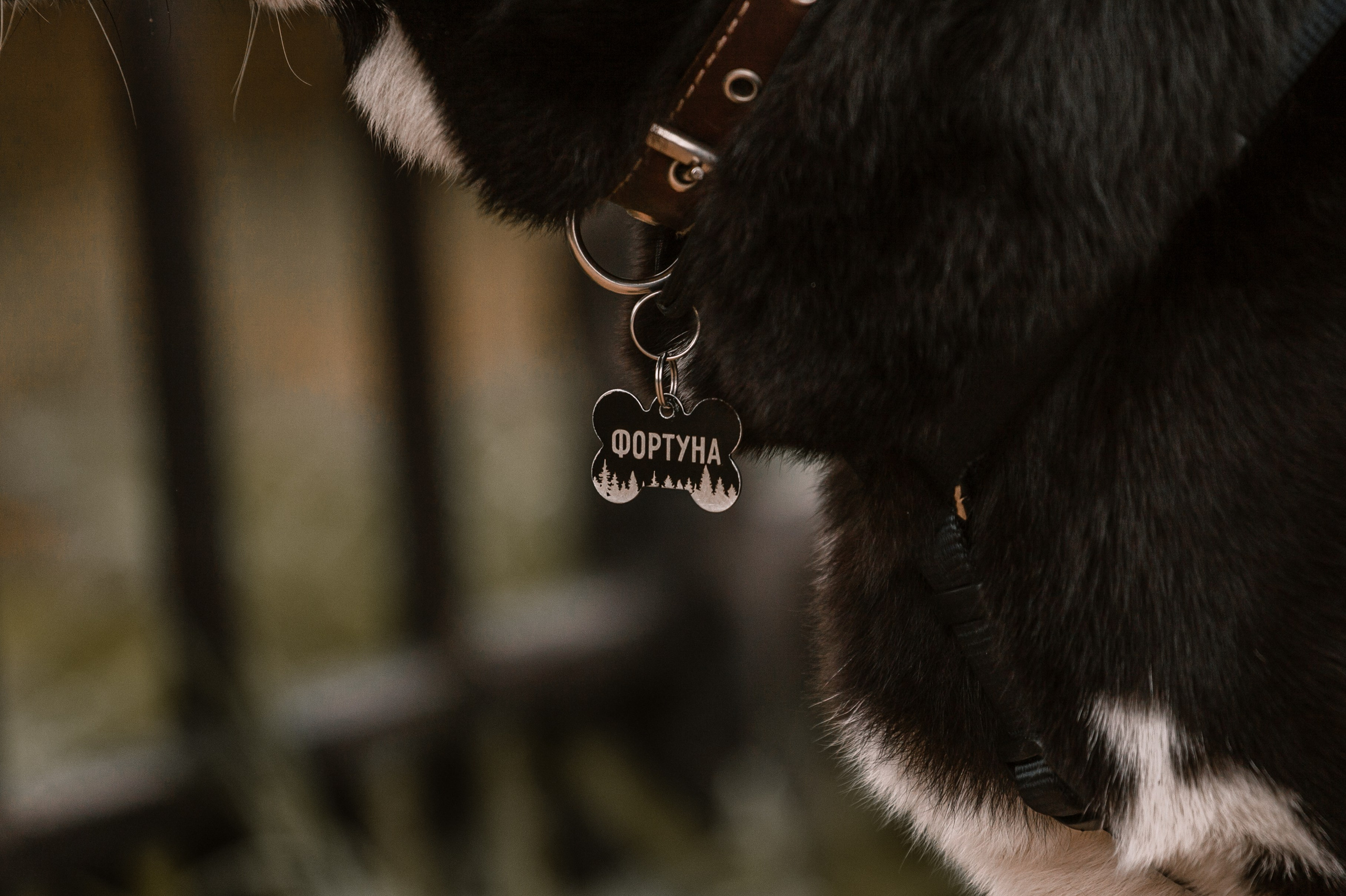 Юля и Фортуна. Фотограф-анималист Татьяна Степанова