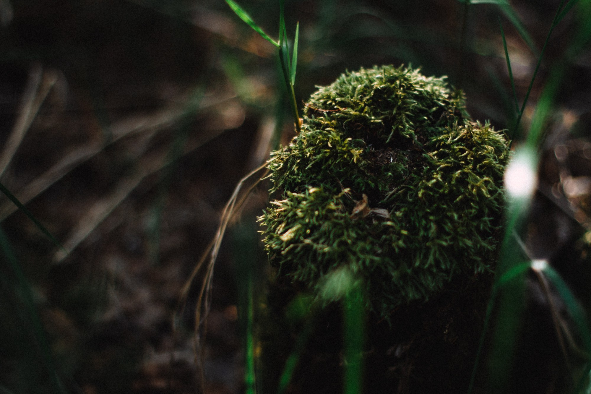 Природа. Андреева Полина l Портретный фотограф в Москве