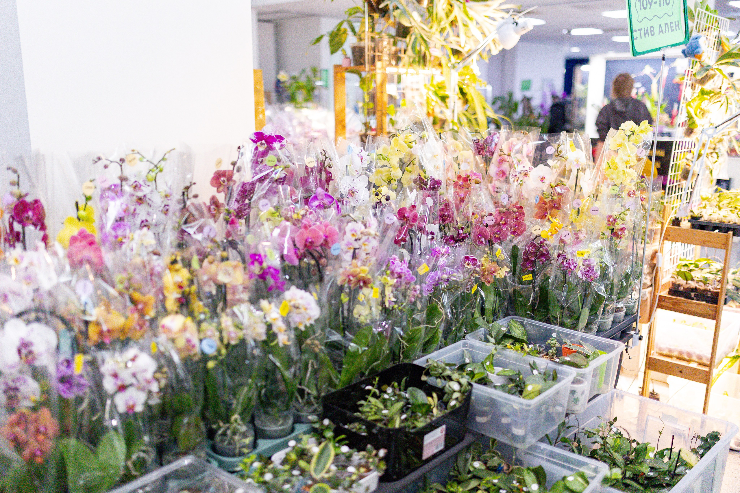 Орхидиум сентябрь 2025. Александра Куликова фотограф, Москва