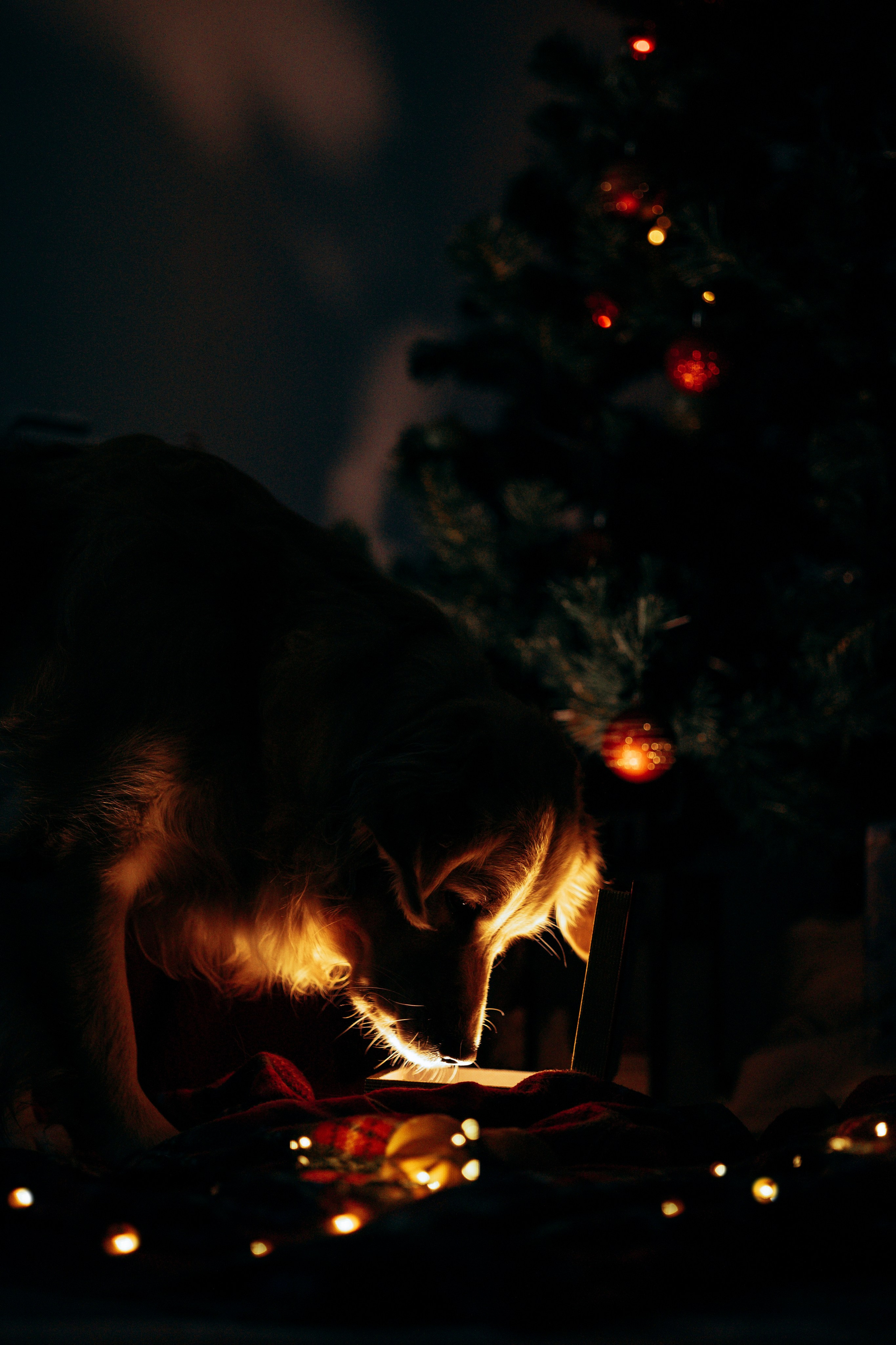 Новогодняя съемка с собакой. Анастасия Белаш