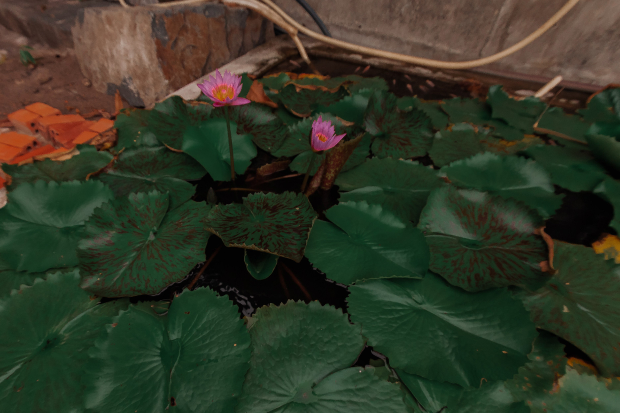 ВЬЕТНАМ 2023 / VIEtTNAM 2024. Главная