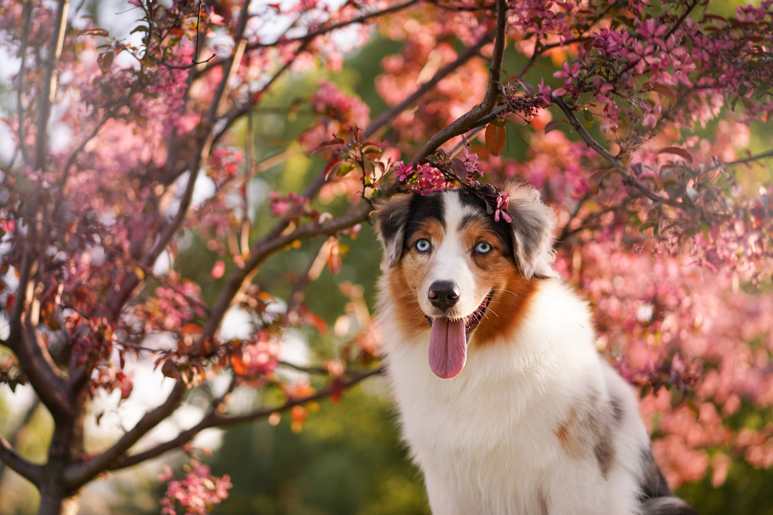 Аусси в Яблоневом саду. Фотограф-анималист в Санкт-Петербурге Яна Мартынова