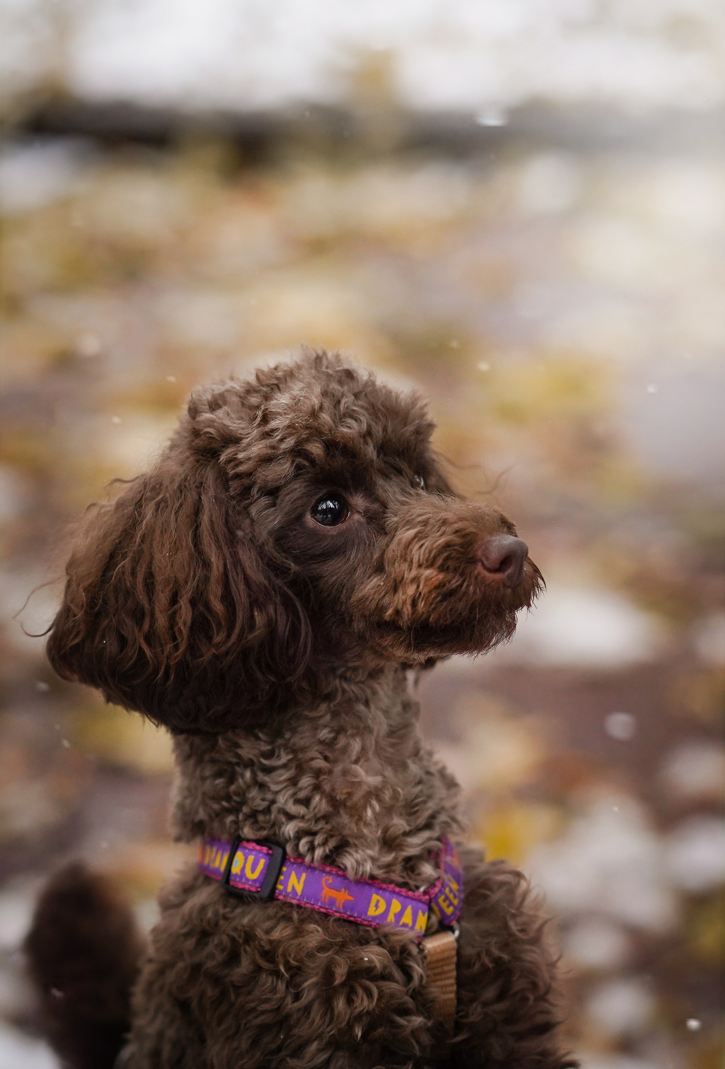Марина Артем Мия и Хлоя. Фотограф-анималист в Санкт-Петербурге Яна Мартынова