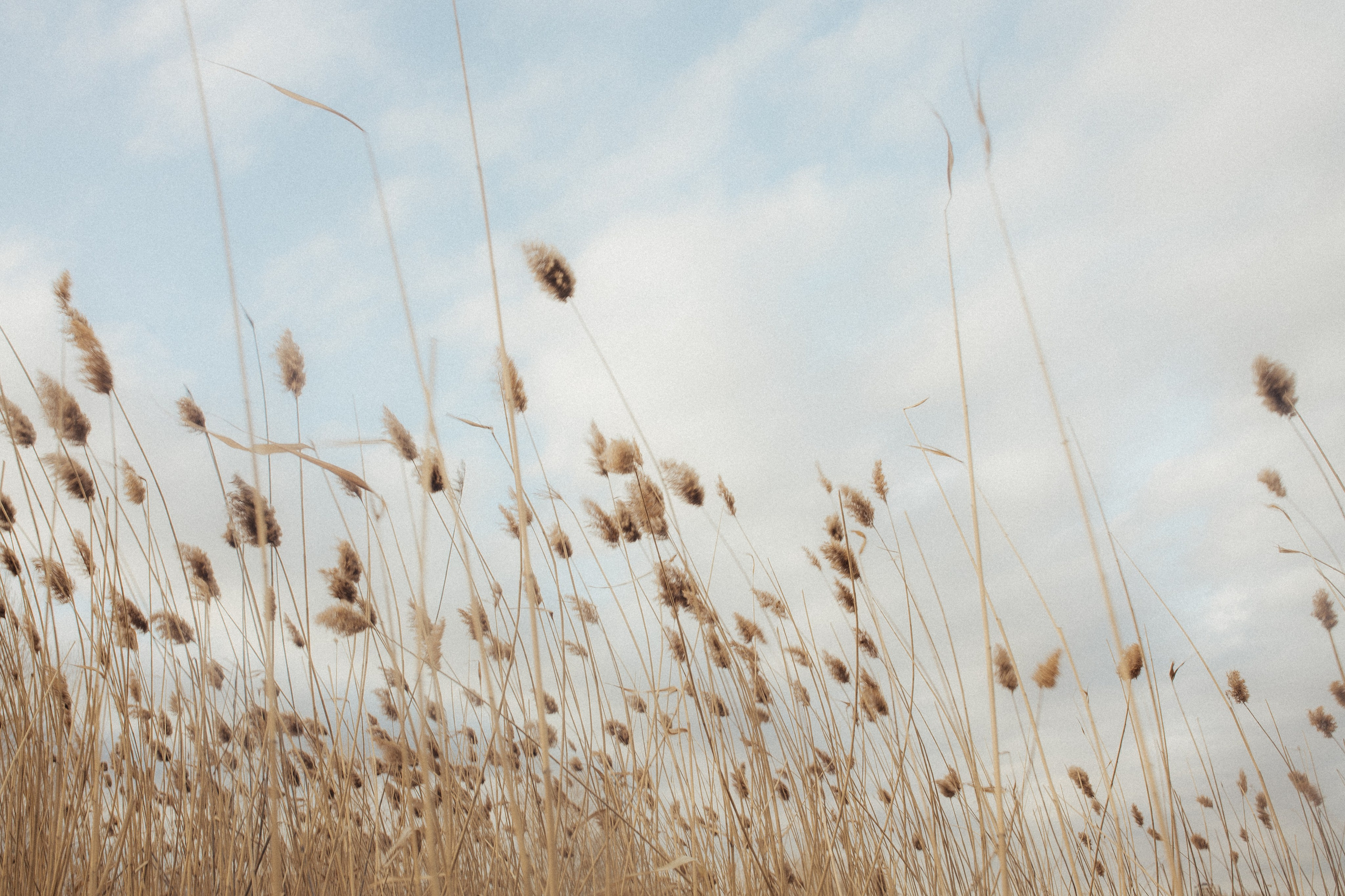 Лев и Александра. Свадебный фотограф Казань