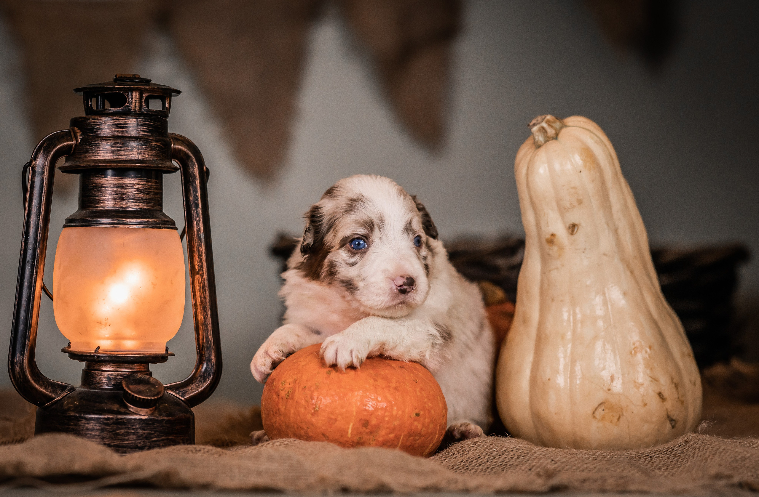 Фритсвит. Семейный фотограф Ефремова Виктория
