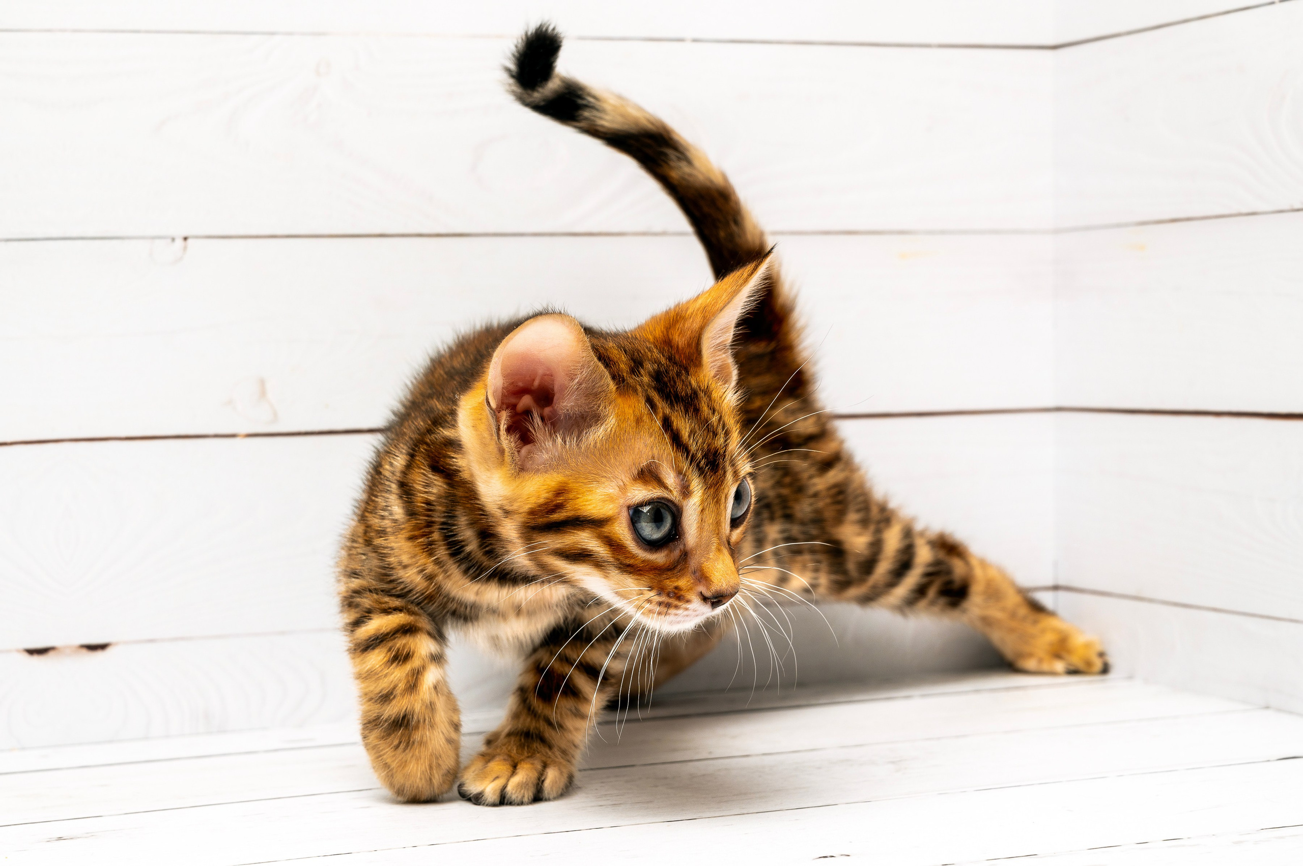 Питомцы. Интерьерный фотограф. Фото- видеосъемка недвижимости Санкт-Петербург