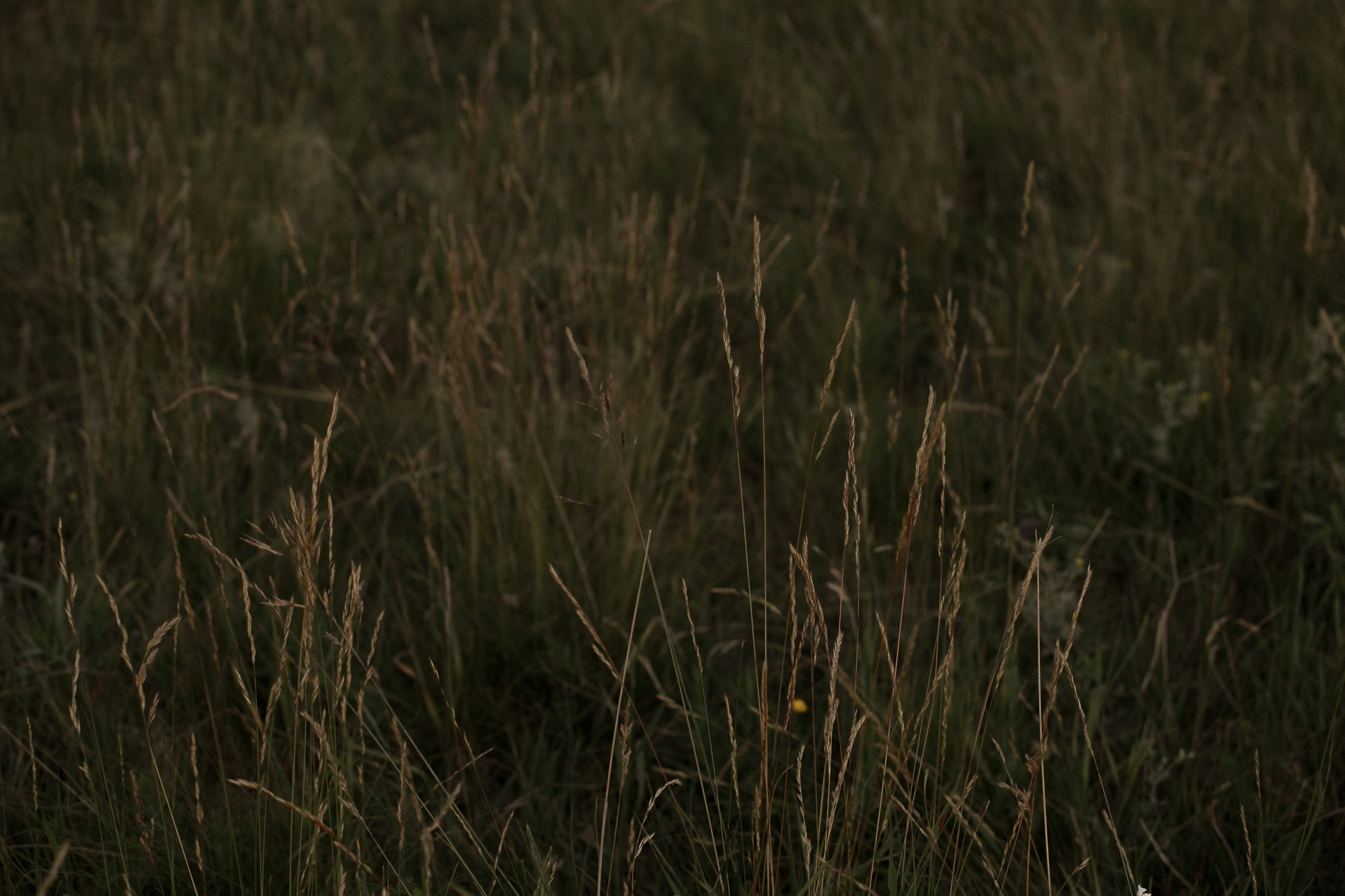 Светлана и Алексей. Свадебный и семейный фотограф в Челябинске