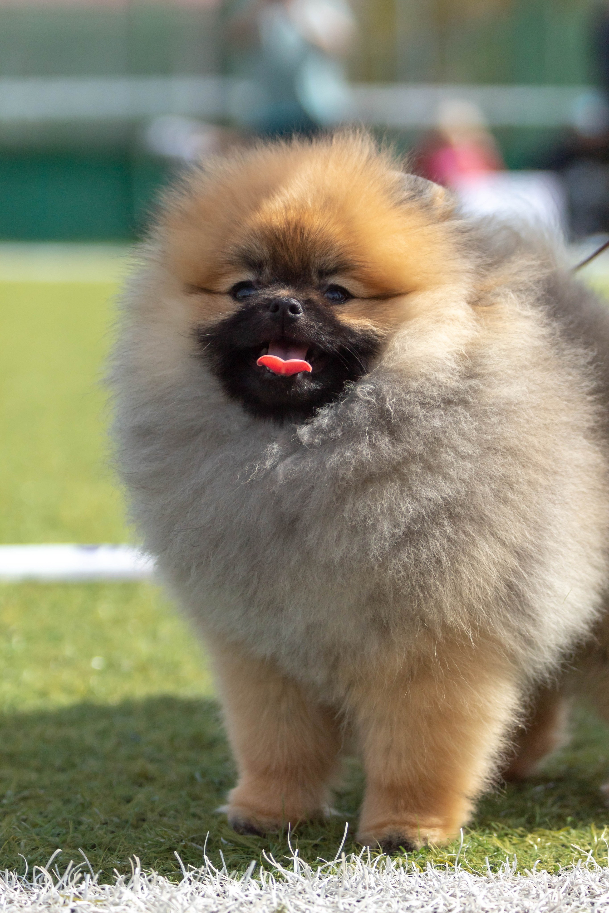Фотограф анималист для выставки собак в Туле. Фотограф анималист — Тула, Москва