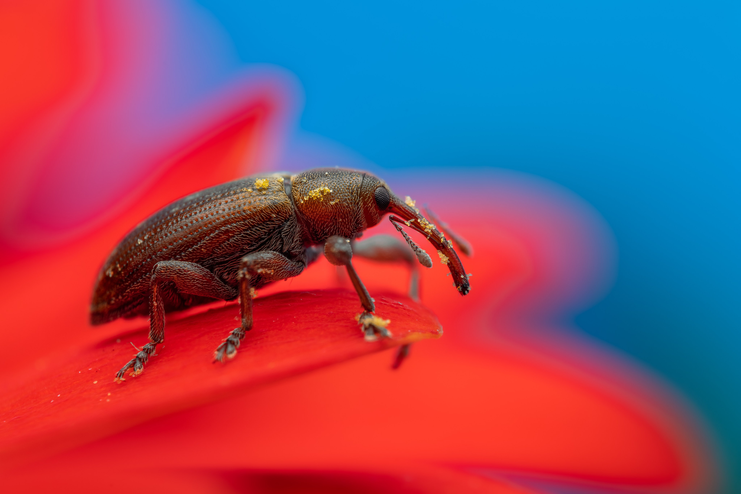 Долгоносик вида Dorytomus tortrix сидит на красном цветке