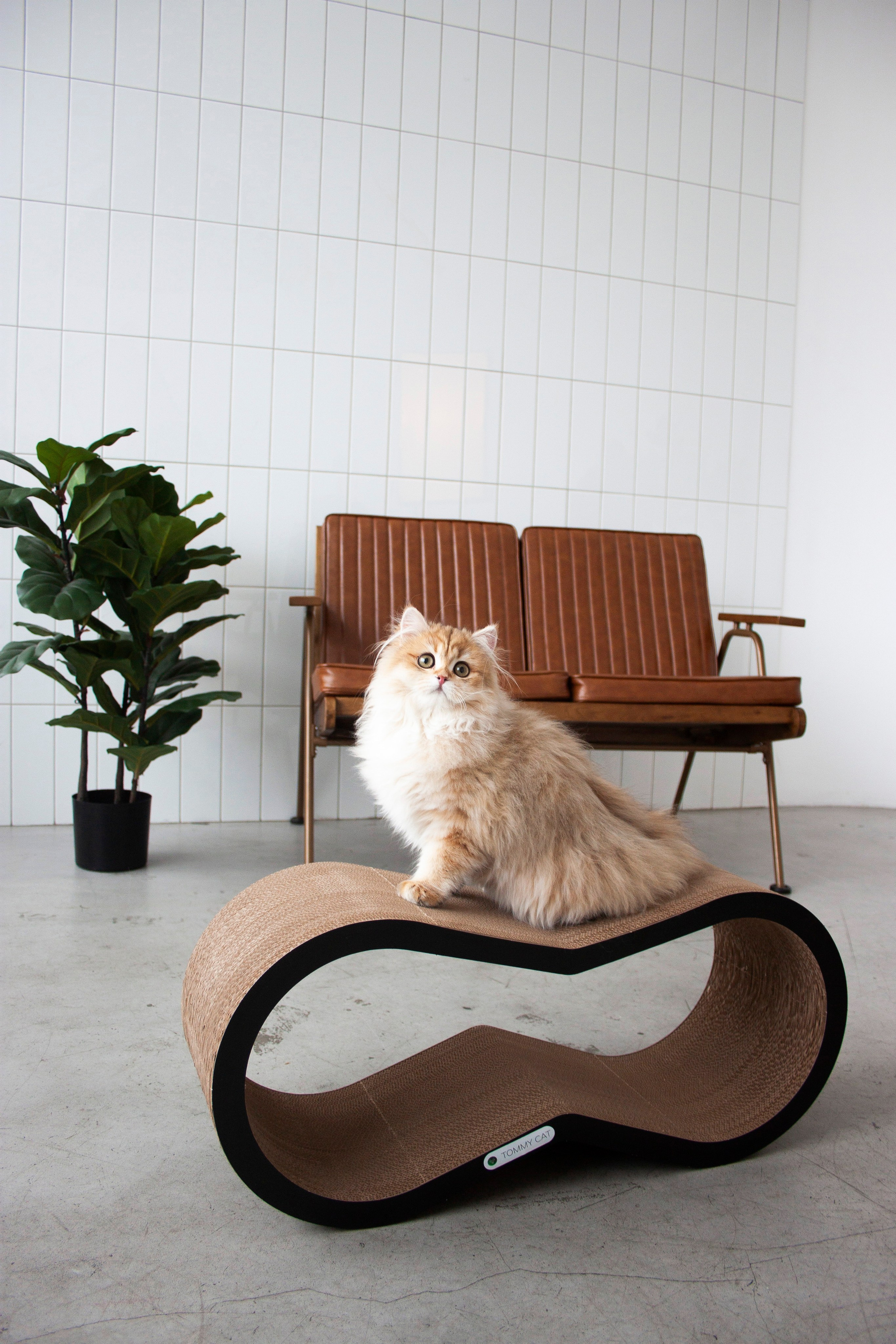 Работа с Tommy cat. Oksan_photo