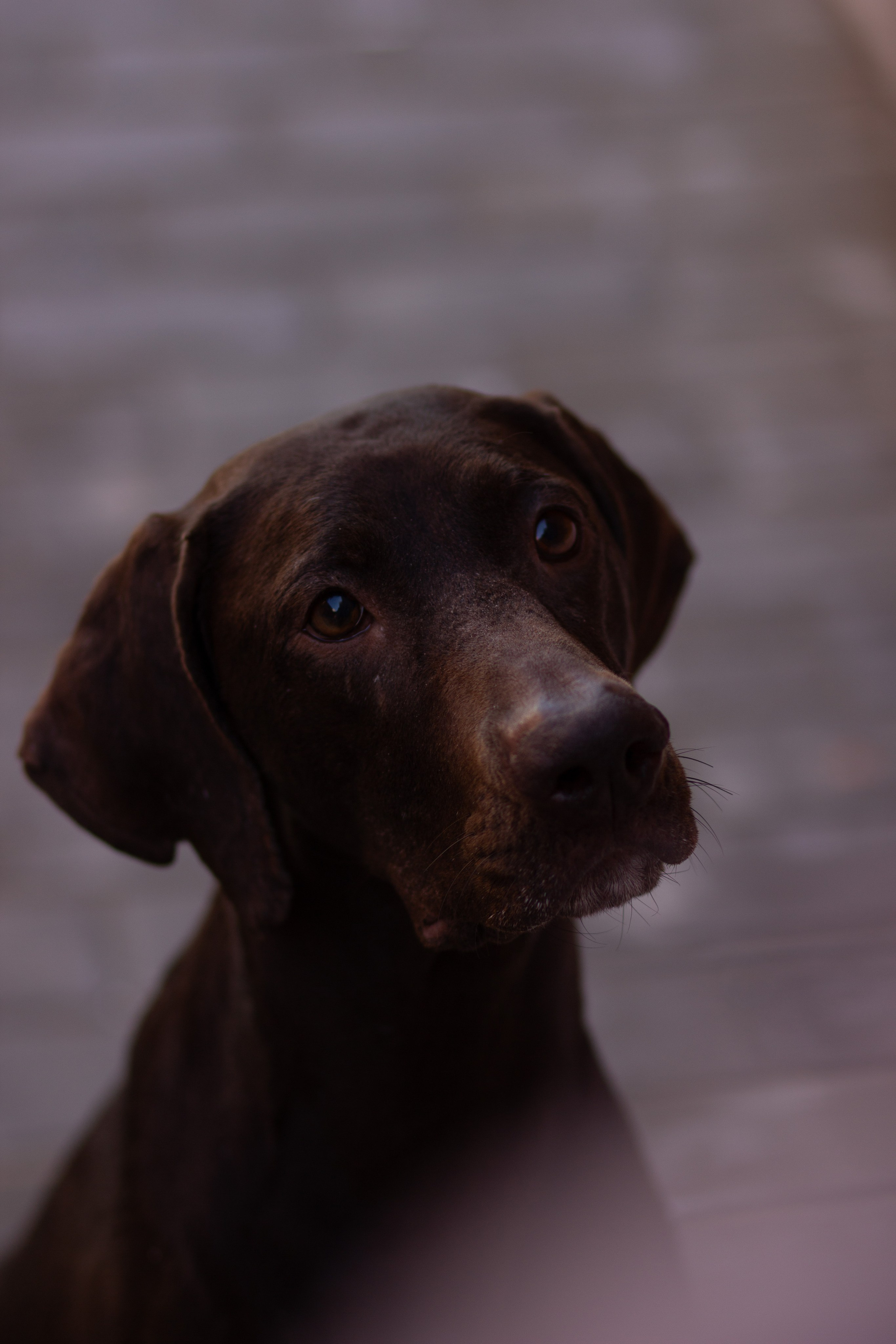 Ваши фотографии. Фотограф анималист Осипчикова Мария