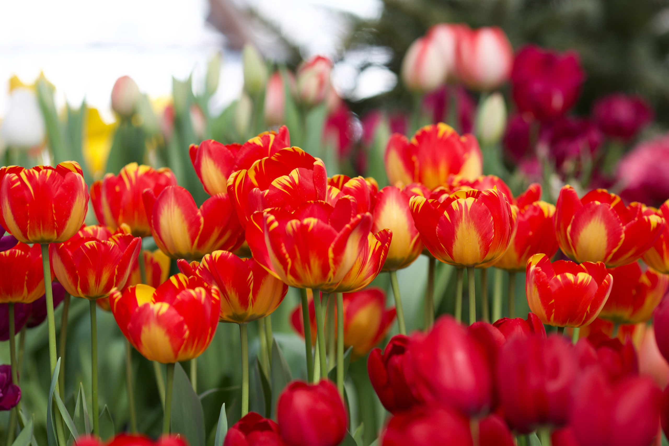 Чудесная природа. Школьные выпускные альбомы в Москве Марина Николаева