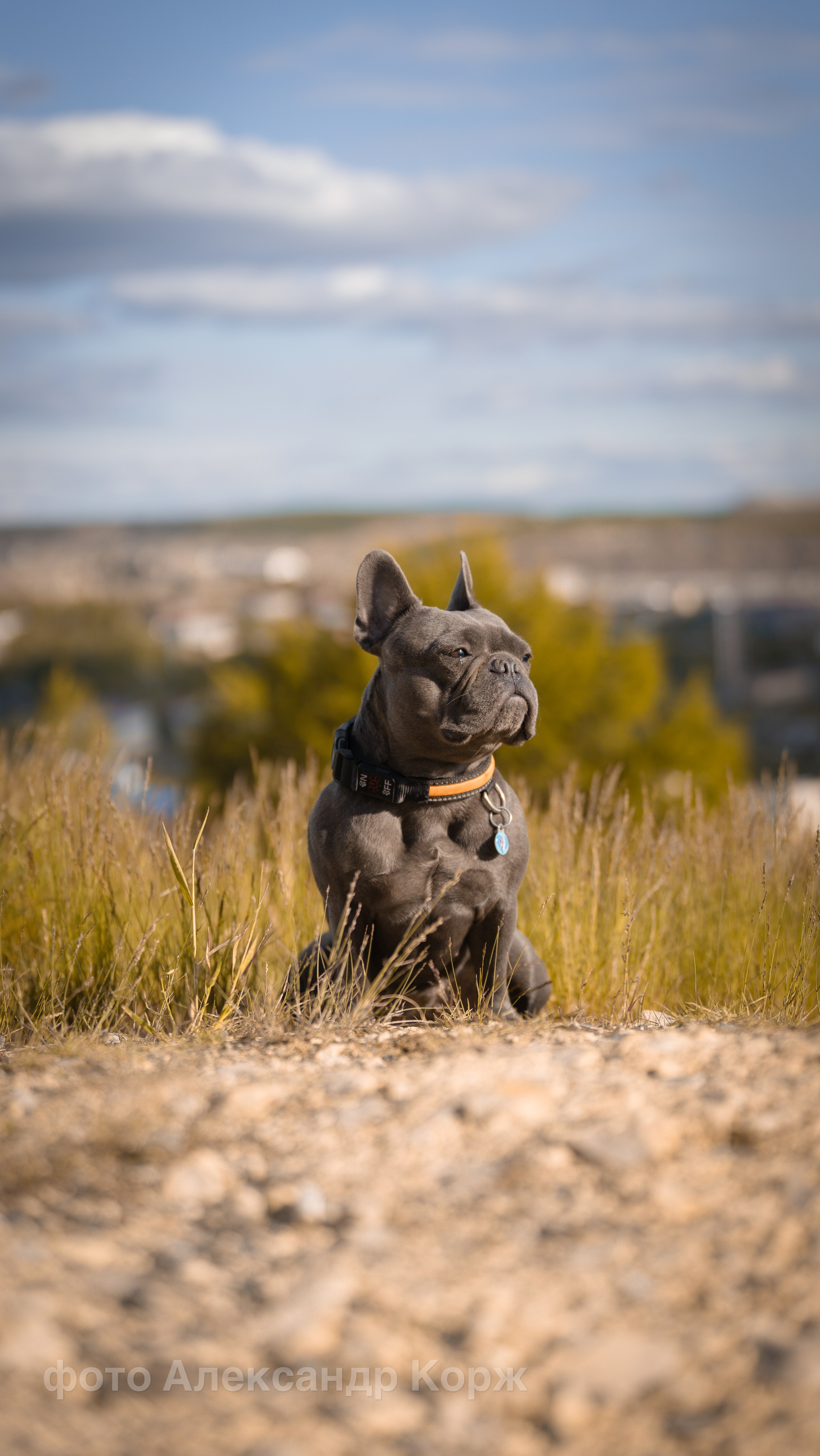 Животные. Фотографии и видеосъемка, Айхал, Удачный, Якутия. Фотографии Айхал