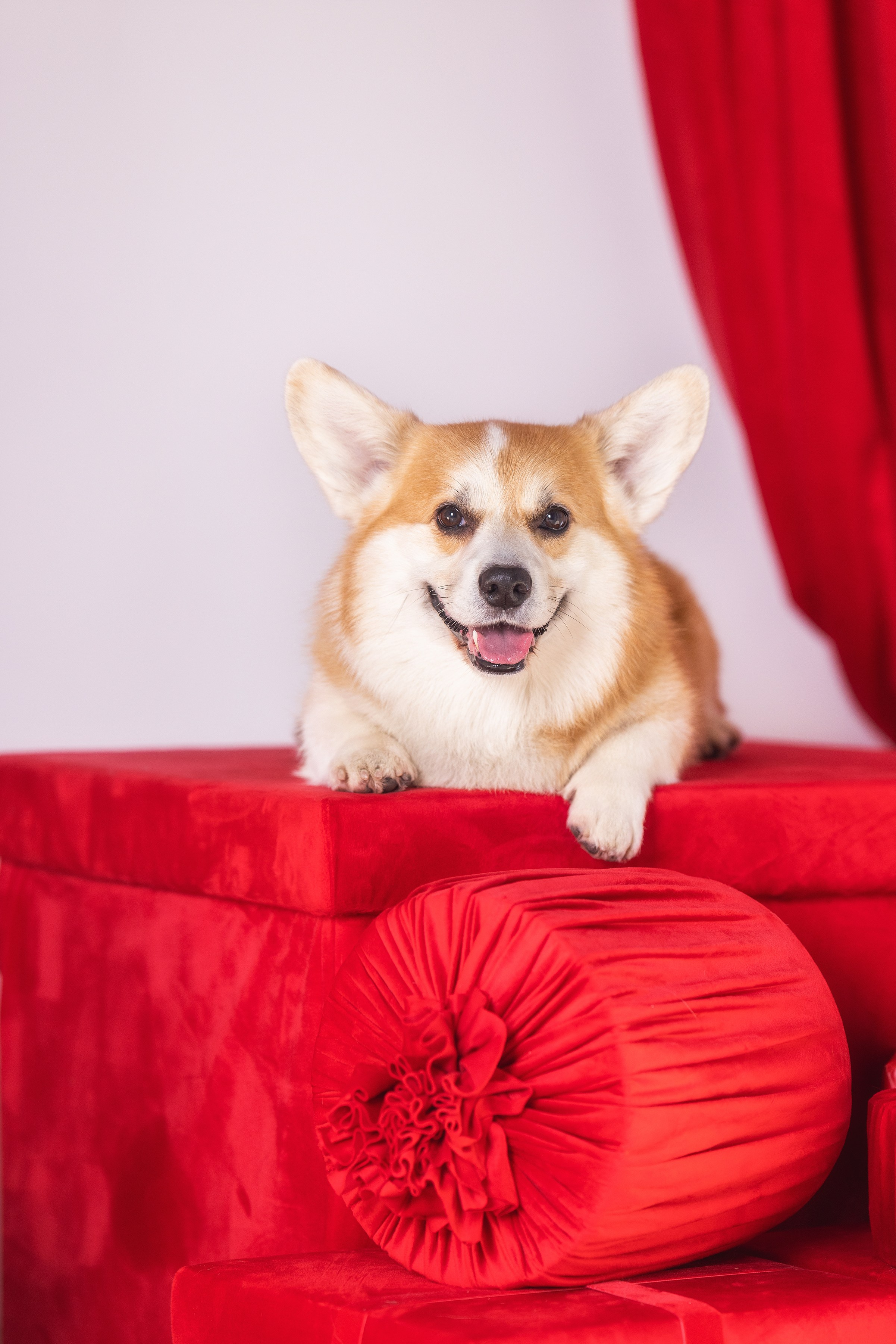 Хвостатый Новый Год. Фотограф Алена Звездина