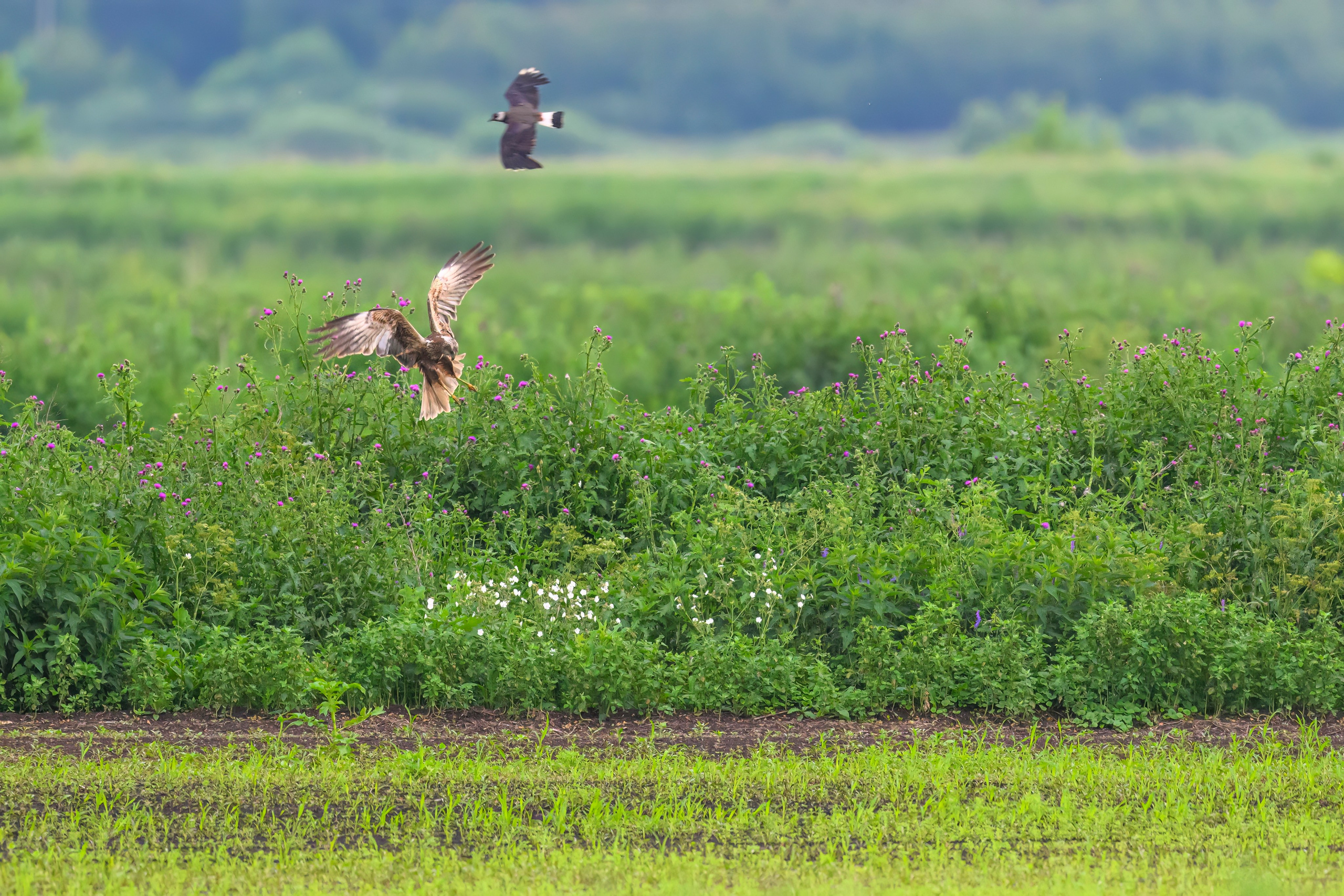 Лунь и трясогузки. Wildlife photography by Sergey Puponin