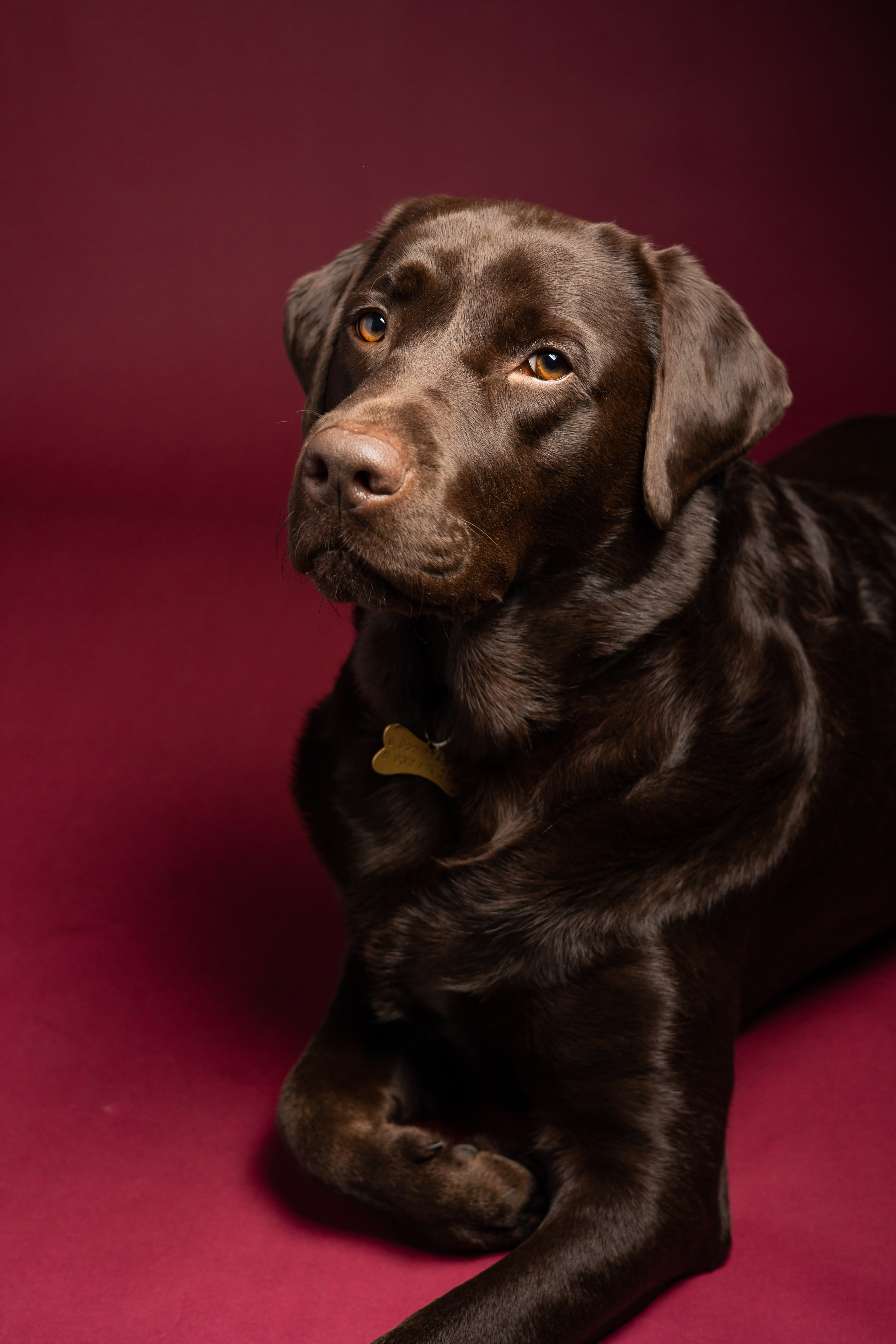 ФОТОСЕССИИ С ЖИВОТНЫМИ. Свадебный фотограф Санкт-Петербург Катерина Ширяева