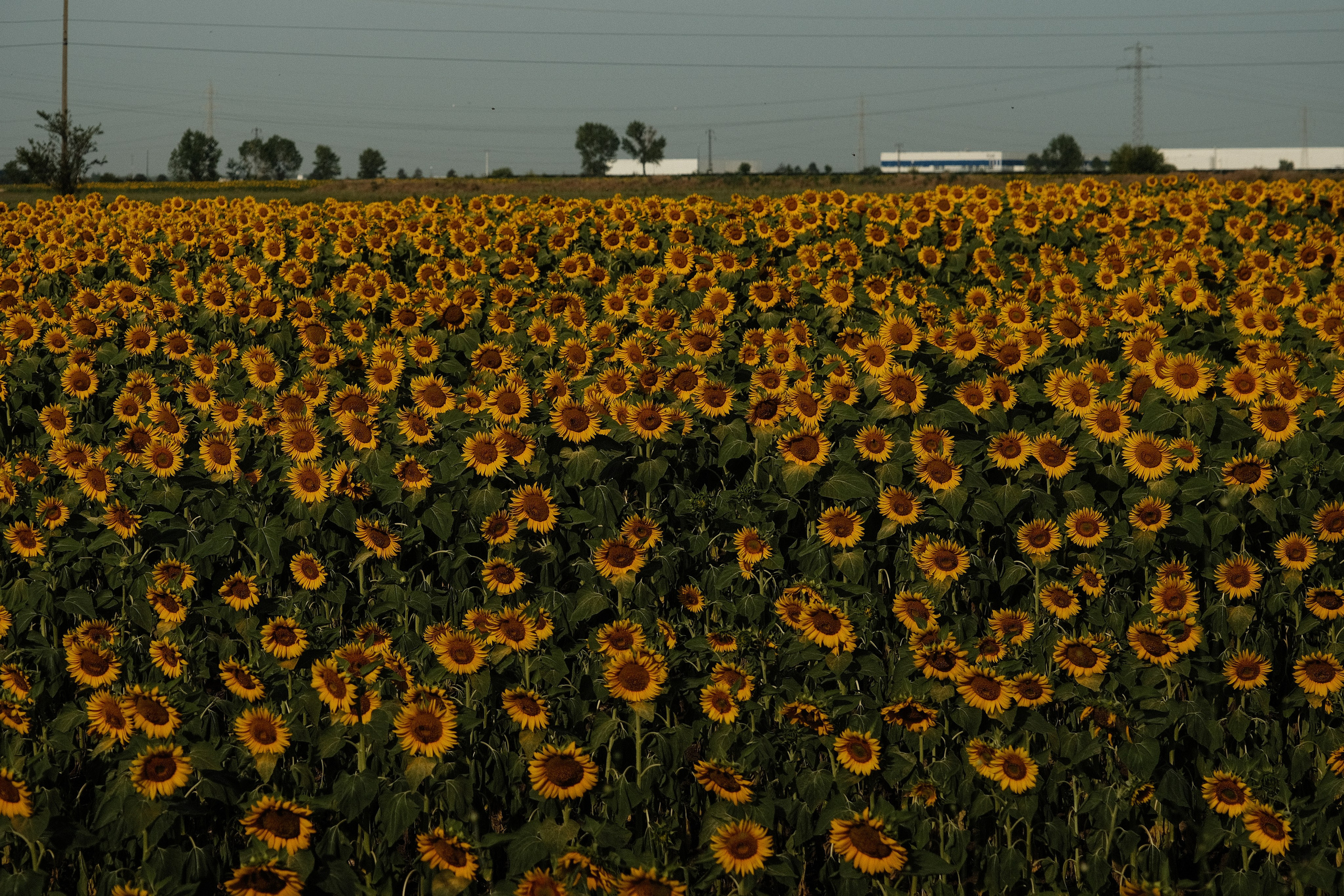 Фотографии Румынии | Филипп Линзин. Репортажный и портретный фотограф в Санкт-Петербурге Филипп Линзин