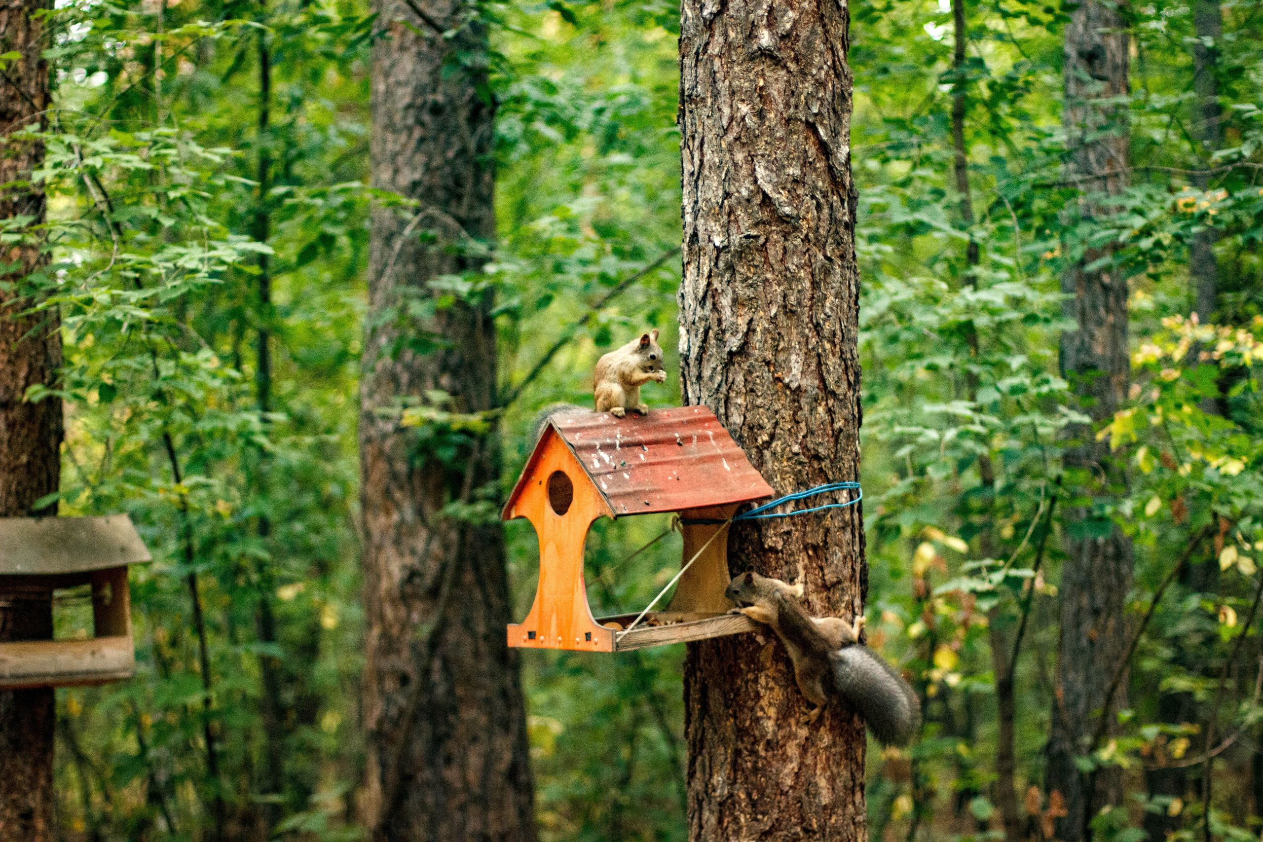Белки / Squirrels. Фотограф Андрей Гузеев