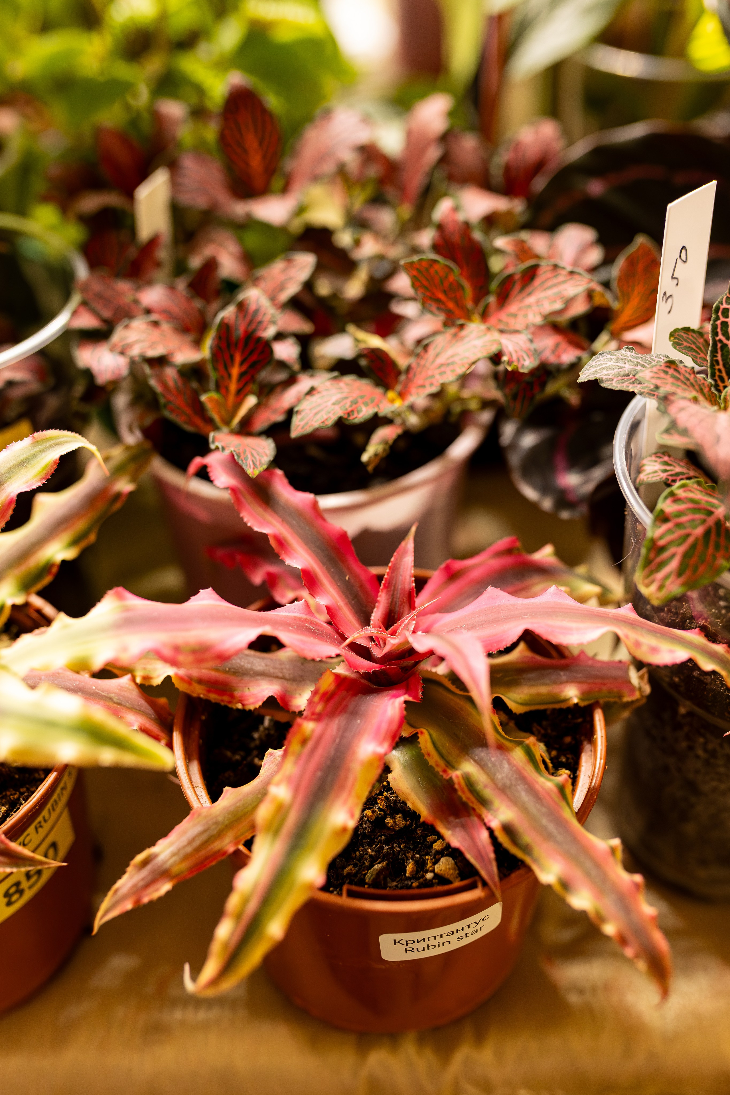 Growbox 1–2 марта. Александра Куликова фотограф, Москва