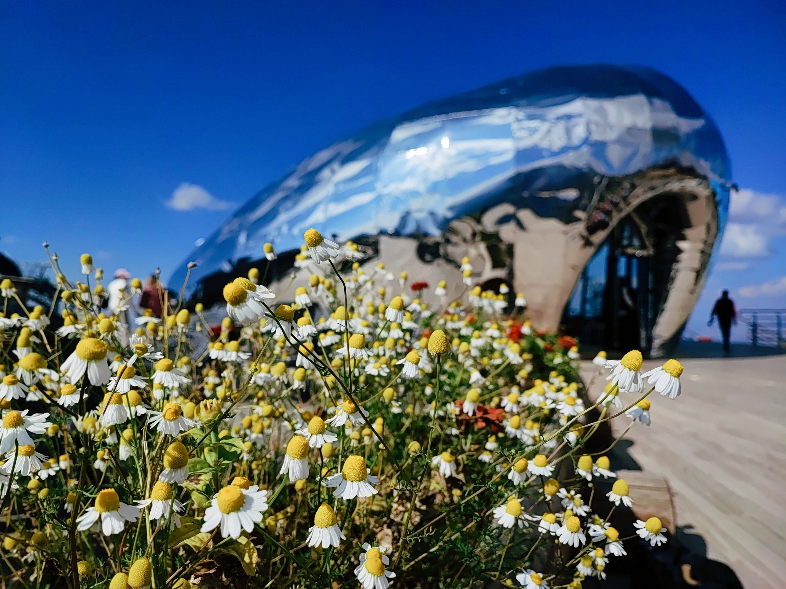 Намобилкус узбекский. Репортажный фотограф Алексей Пирязев