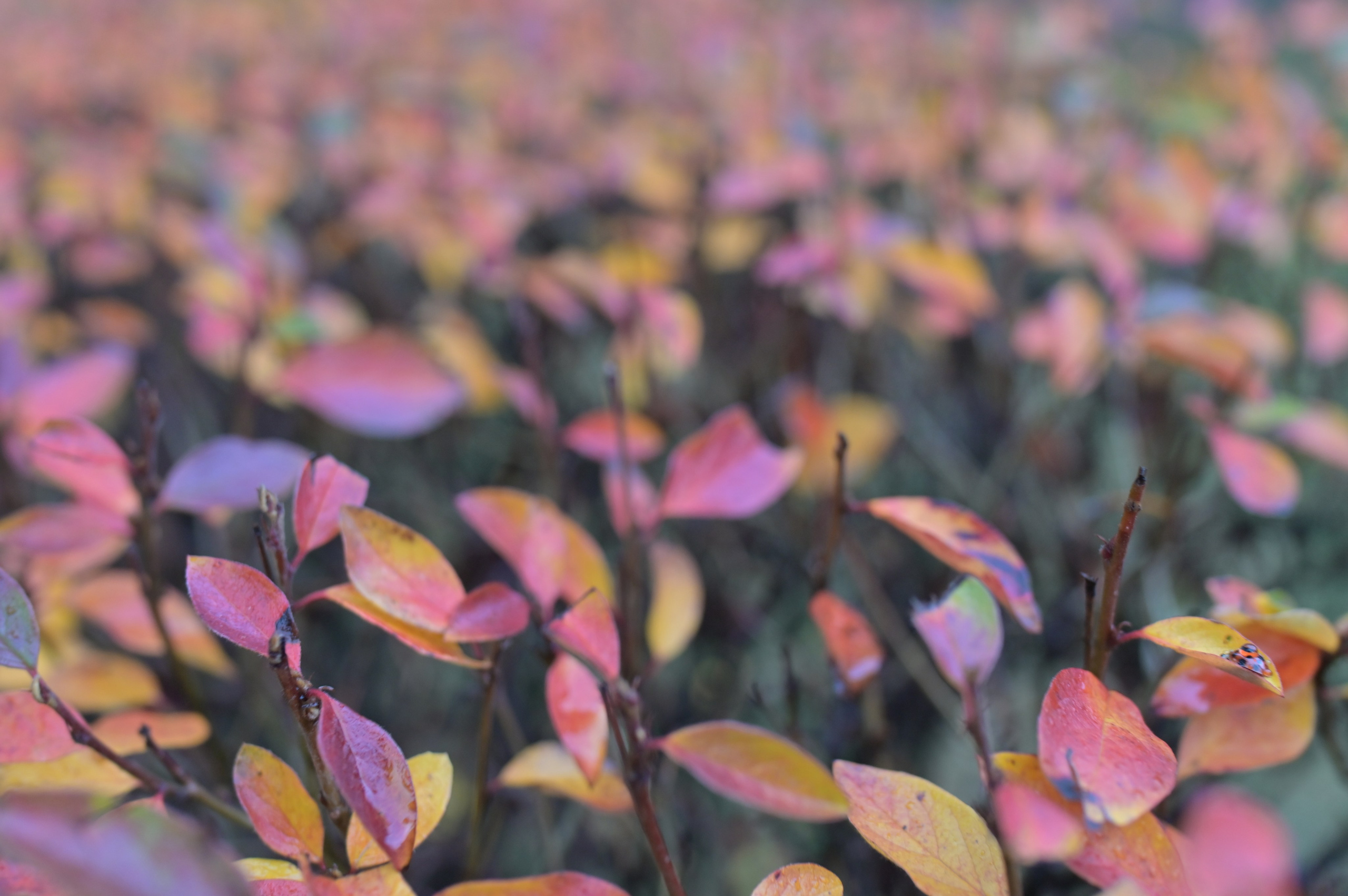 20241026 Сокольники. Дмитрий Ремизов. Фотография, как хобби