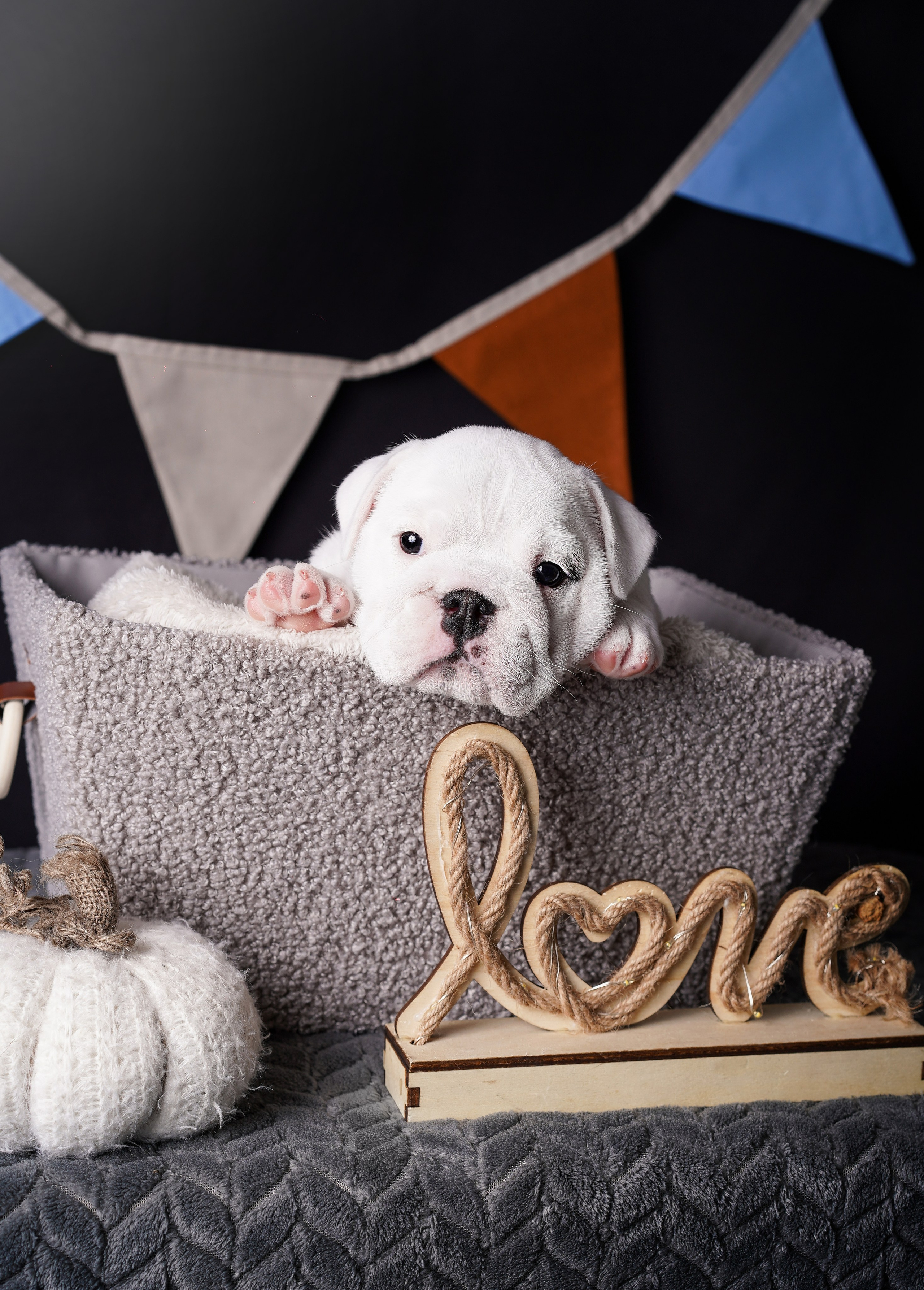 Щенки бульдога. Фотограф-анималист в Санкт-Петербурге Яна Мартынова