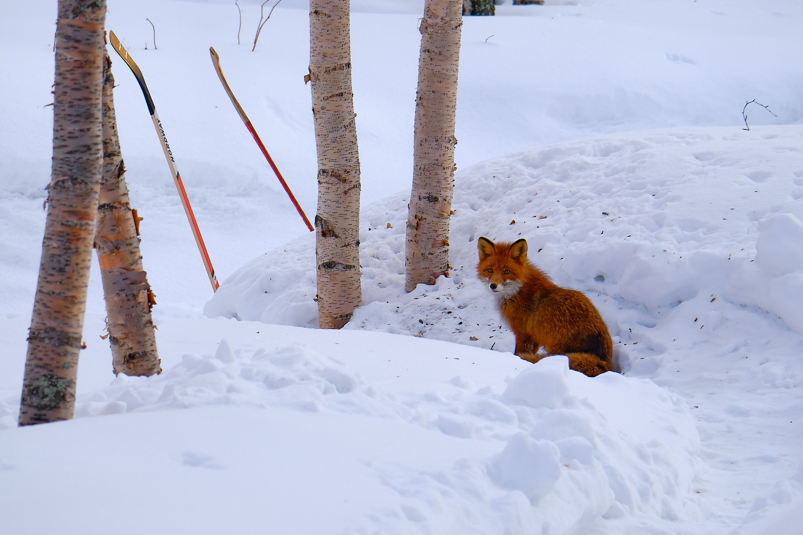 Мир растений. Пейзажи Крайнего Севера. Баренцево море, Рыбачий, Средний, Немецкий