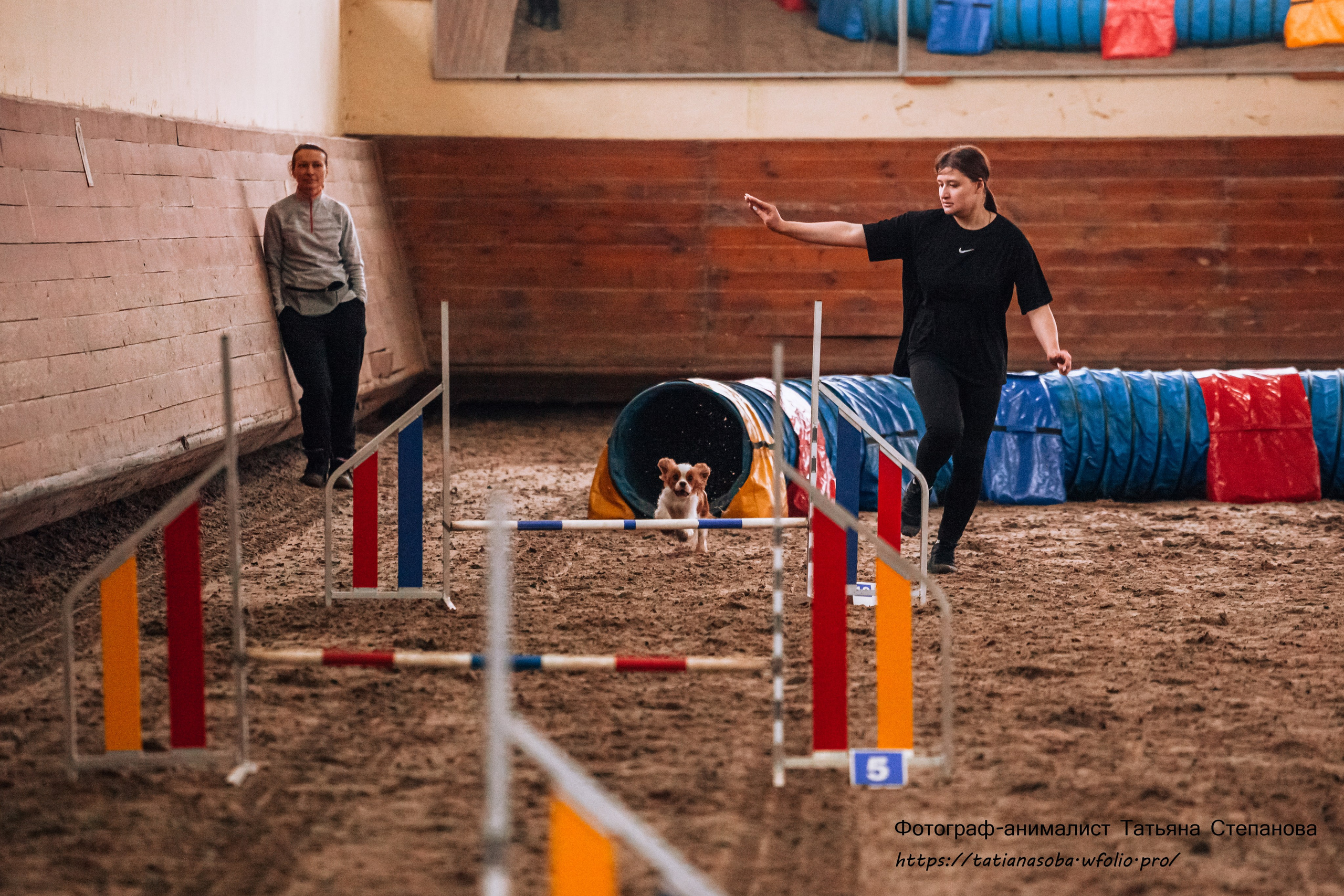 Соревнования по Аджилити 25.02.2024. Фотограф-анималист Татьяна Степанова
