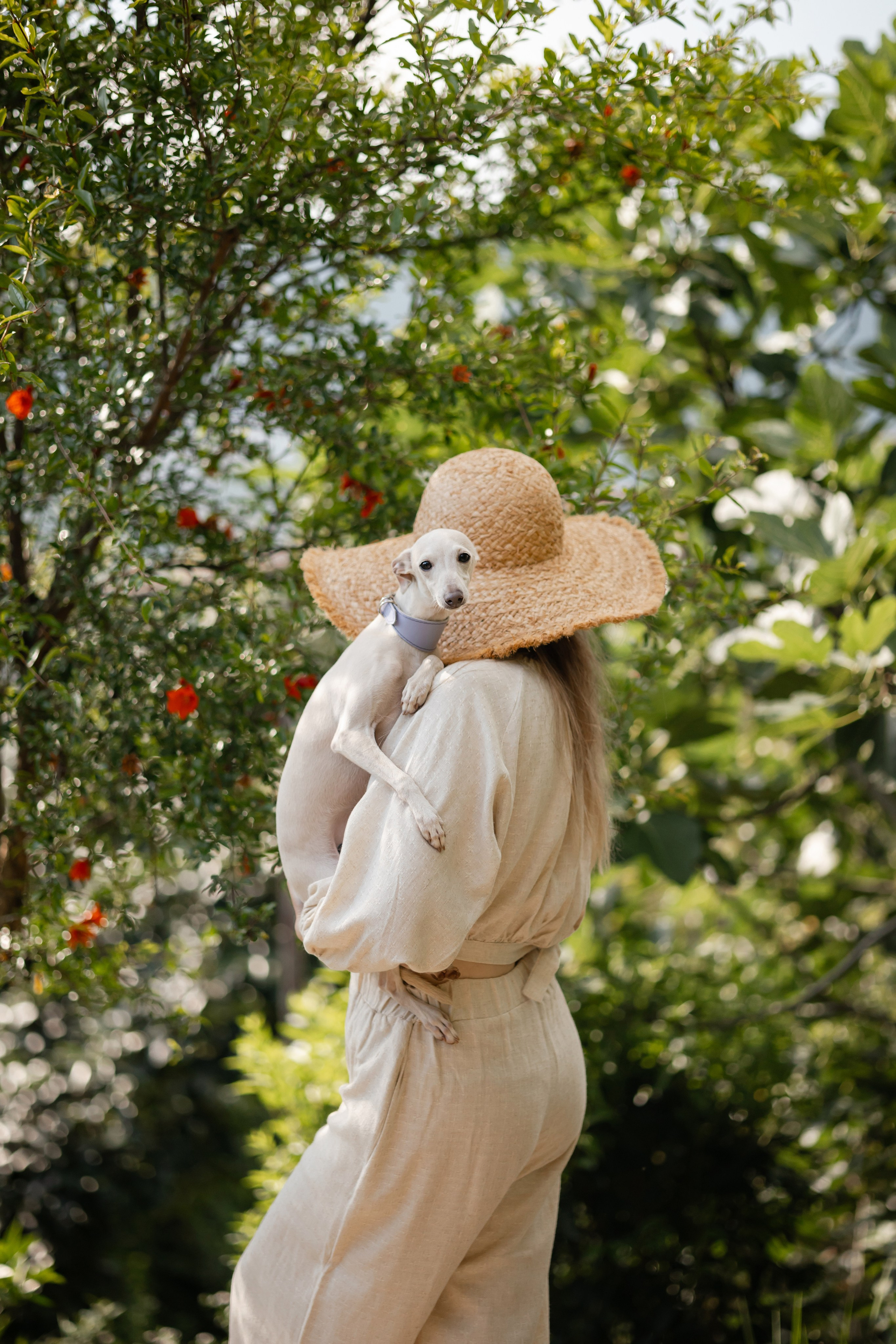 Asti Sapphire Yaasiina Laysan Cerulian. Профессиональный питомник левреток РКФ/FCI ASTI SAPPHIRE 💎 Сочи|Санкт-Петербург