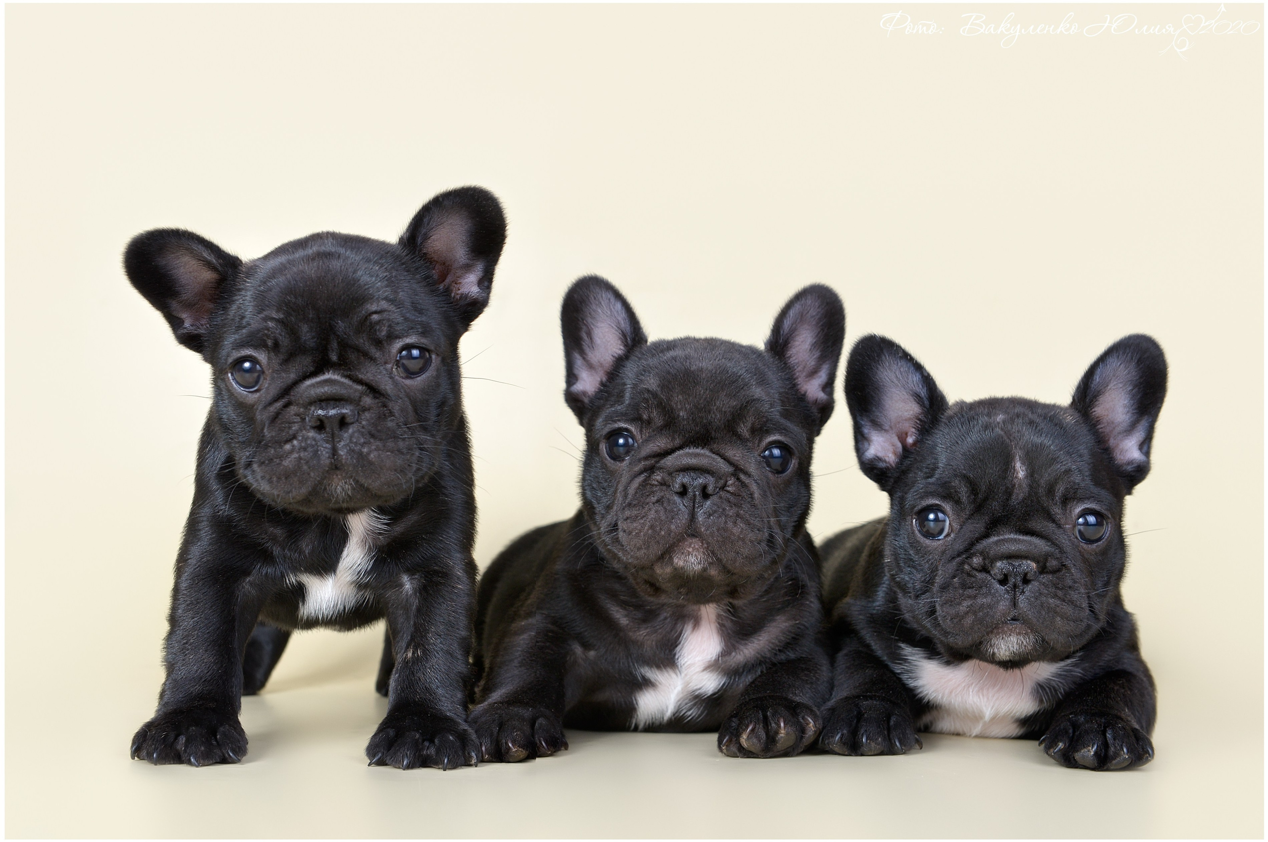 Студийная съемка. Фотограф анималист | семейный Юлия Вакуленко, г. Краснодар