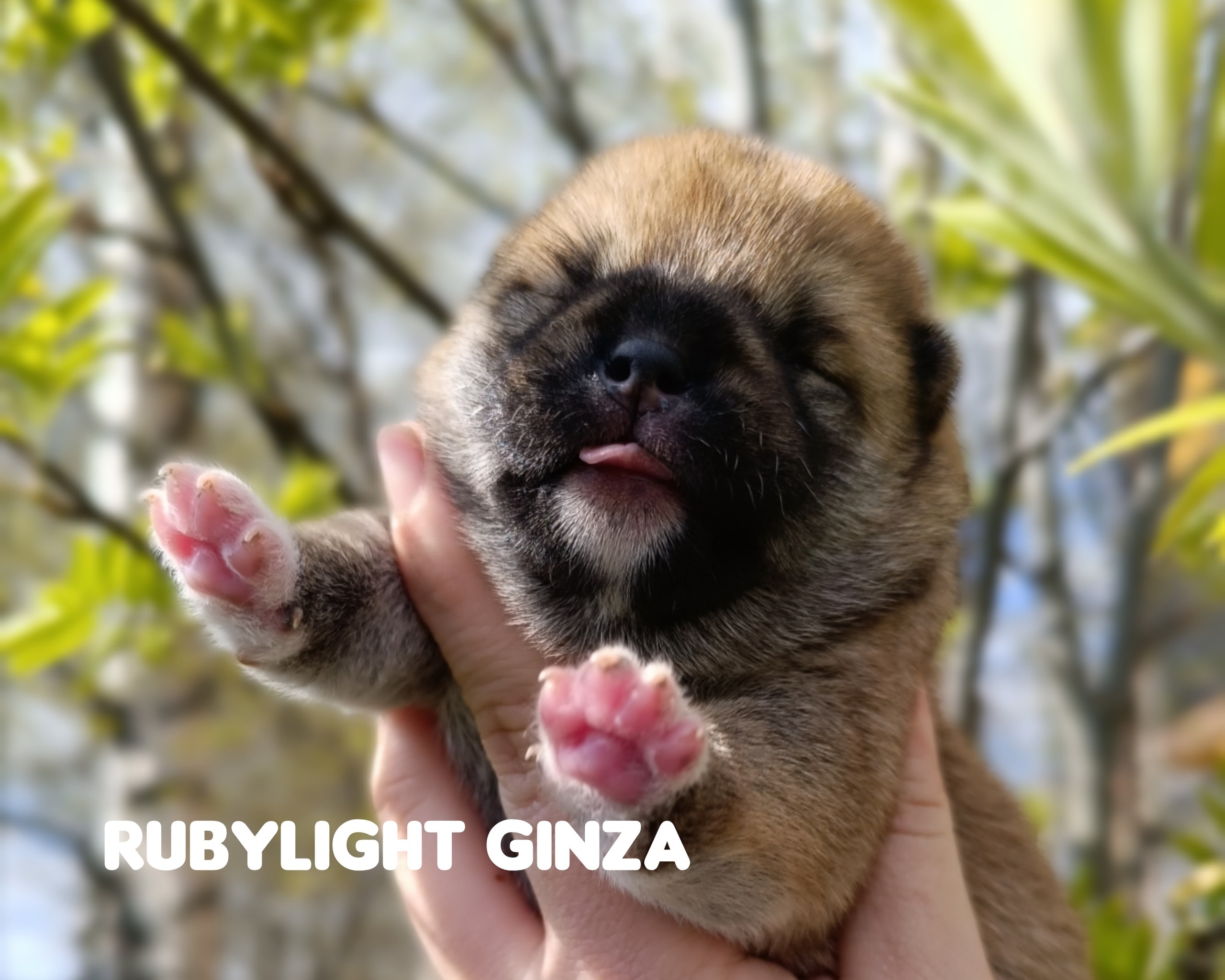 сиба питомник Рубилайт щенки на продажу rubylight  сиба щенки купить СПб Санкт-Петербург