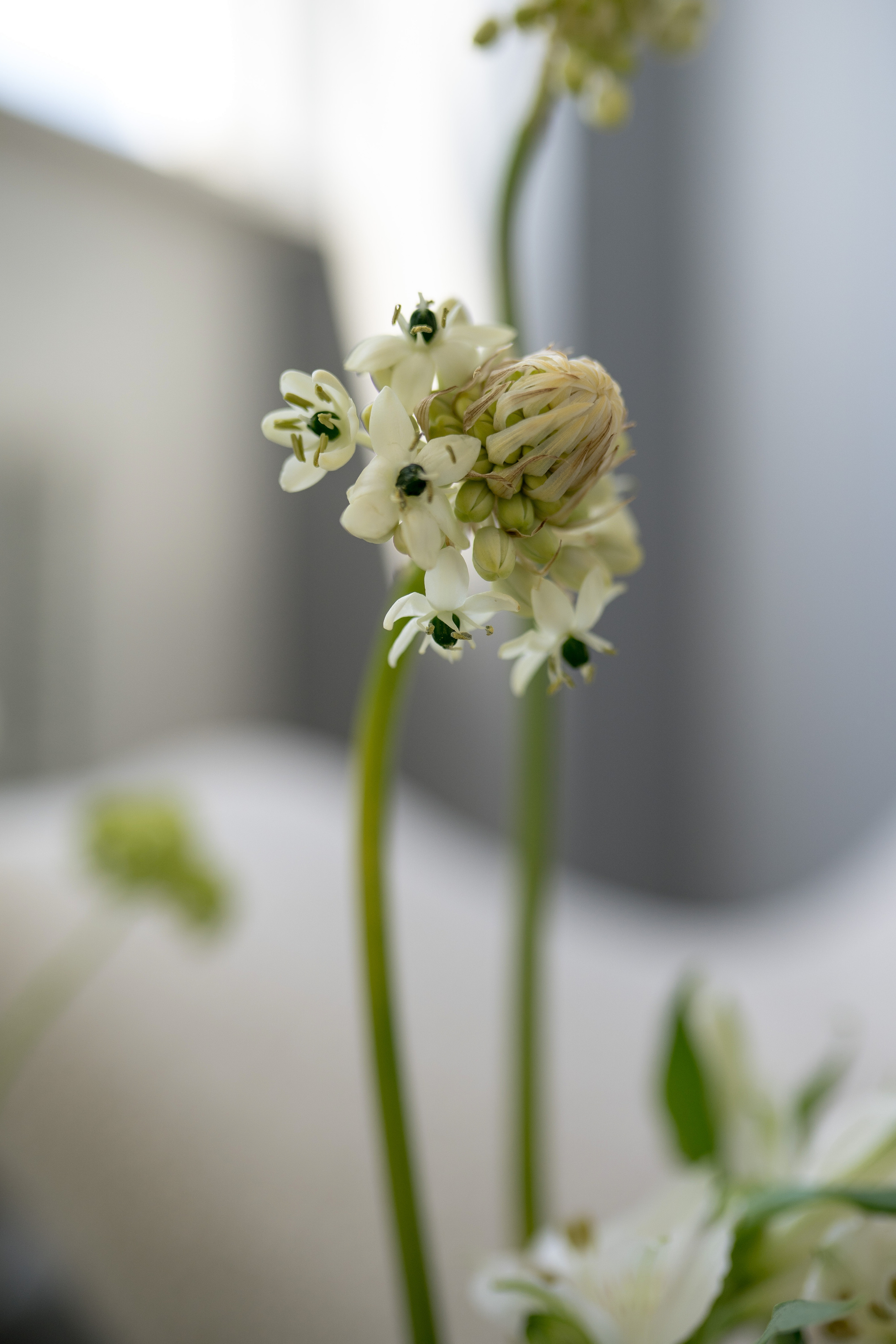ЛИМОННАЯ ИСТОРИЯ. Свадебный фотограф Тольятти Москва Адамова Виктория
