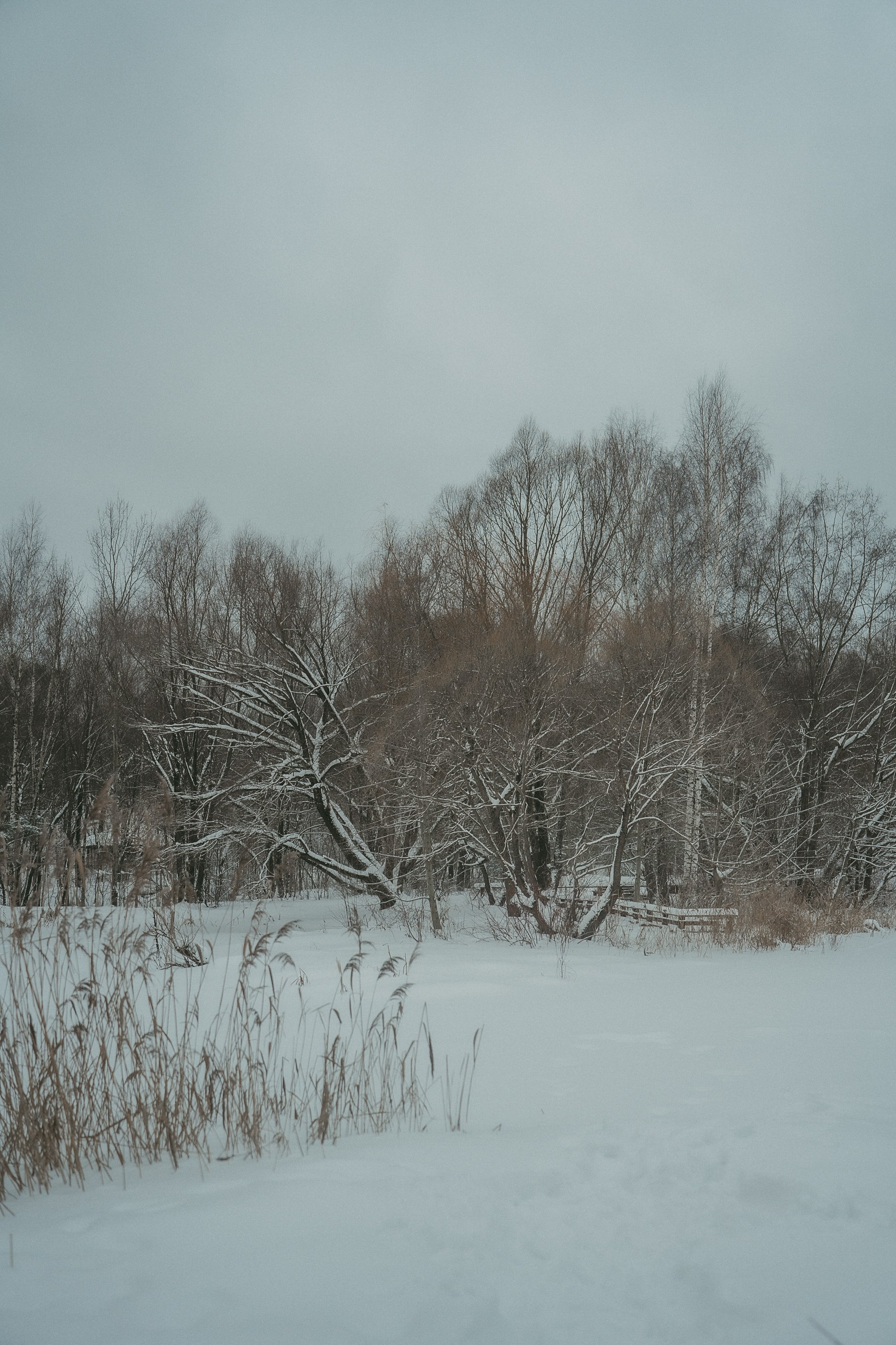 Альбина и Амелия. Фотограф анималист в Москве и Санкт-Петербурге Свиридова Анна