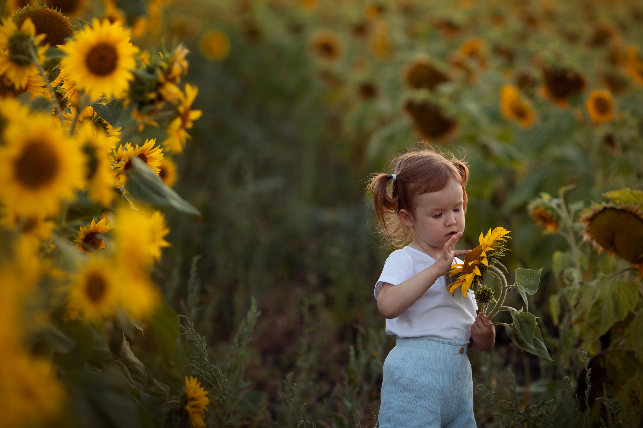 Подсолнечная история. Семейный и детский фотограф в Саратове Полина Коткина